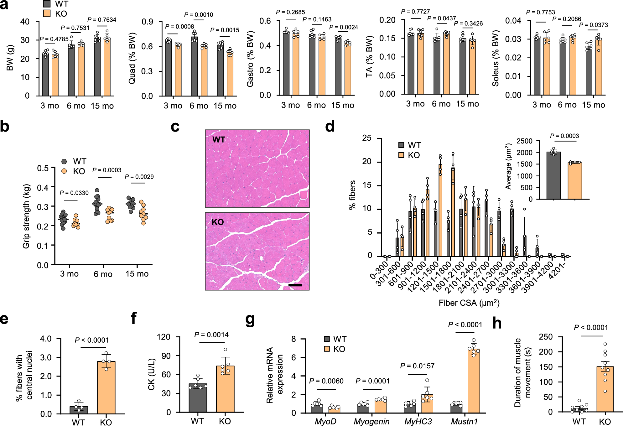 Fig. 5: Loss of Mcare leads to impaired skeletal muscle function in mice.