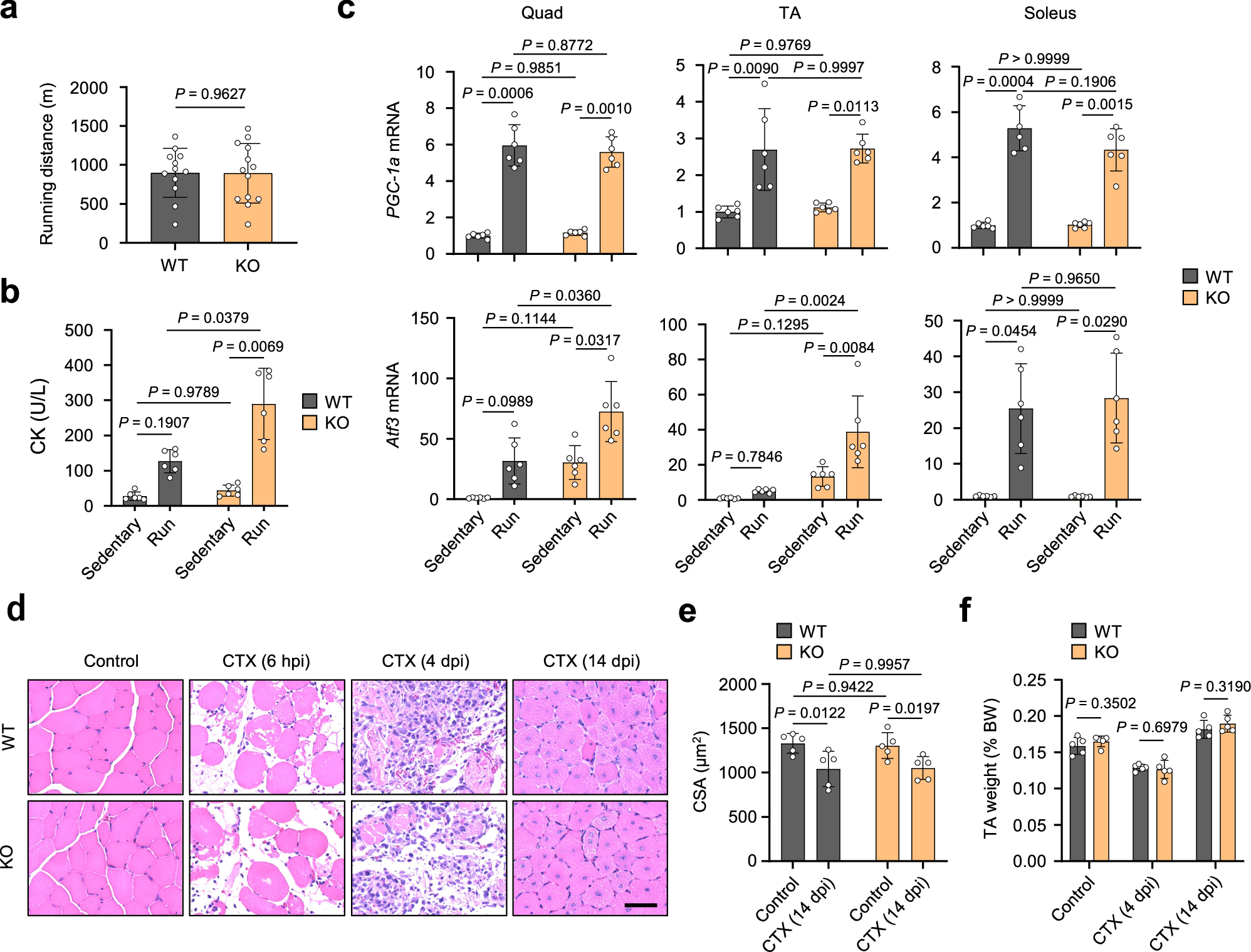Fig. 6: Mcare deficiency exacerbates exercise-induced muscle damage but does not impair regeneration.