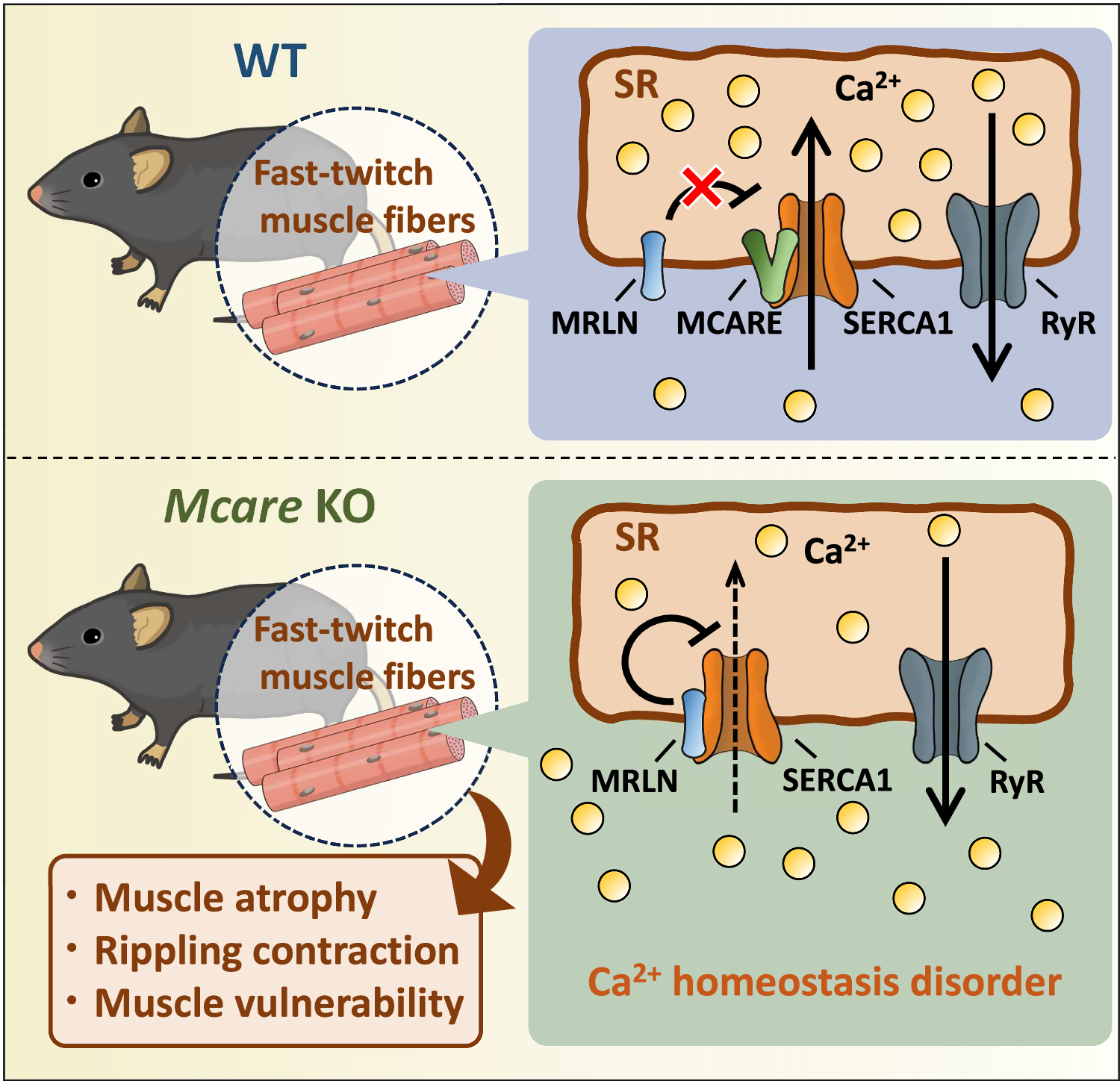 Fig. 7: Schematic of MCARE function in fast-twitch skeletal muscles.