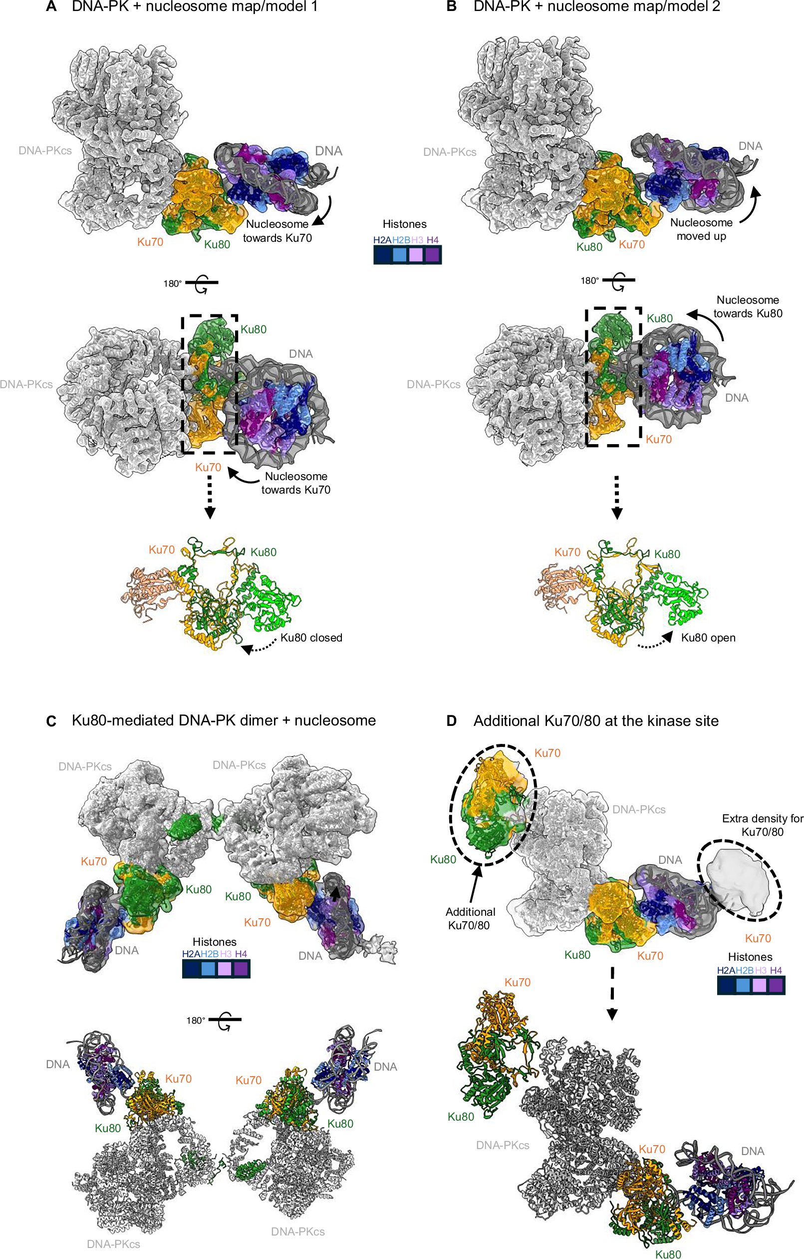 Fig. 3: DNA-PK bound to mono-nucleosomes.
