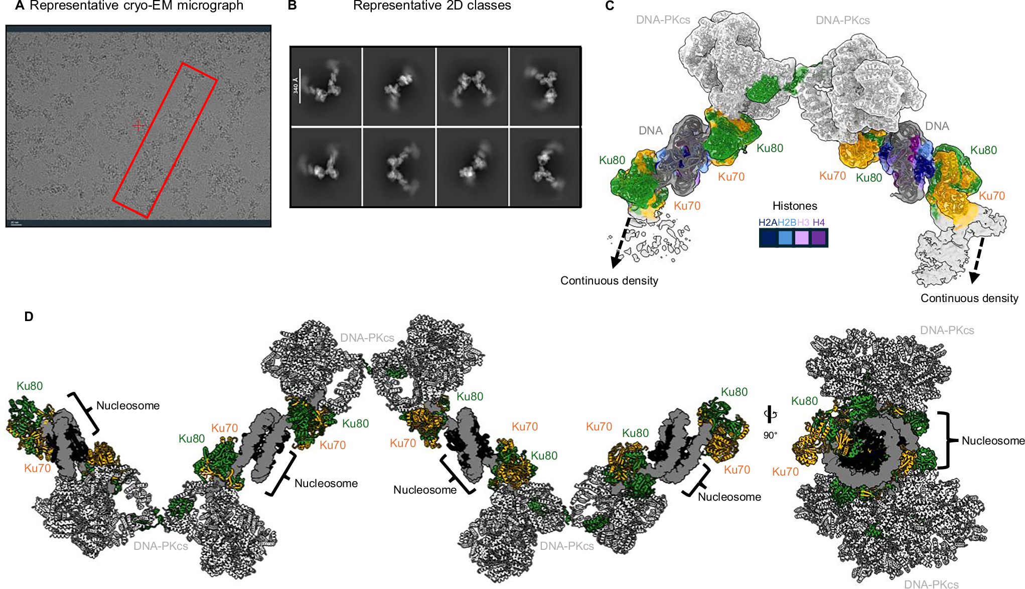 Fig. 4: DNA-PK bound to nucleosomes following the addition of AMP-PNP.
