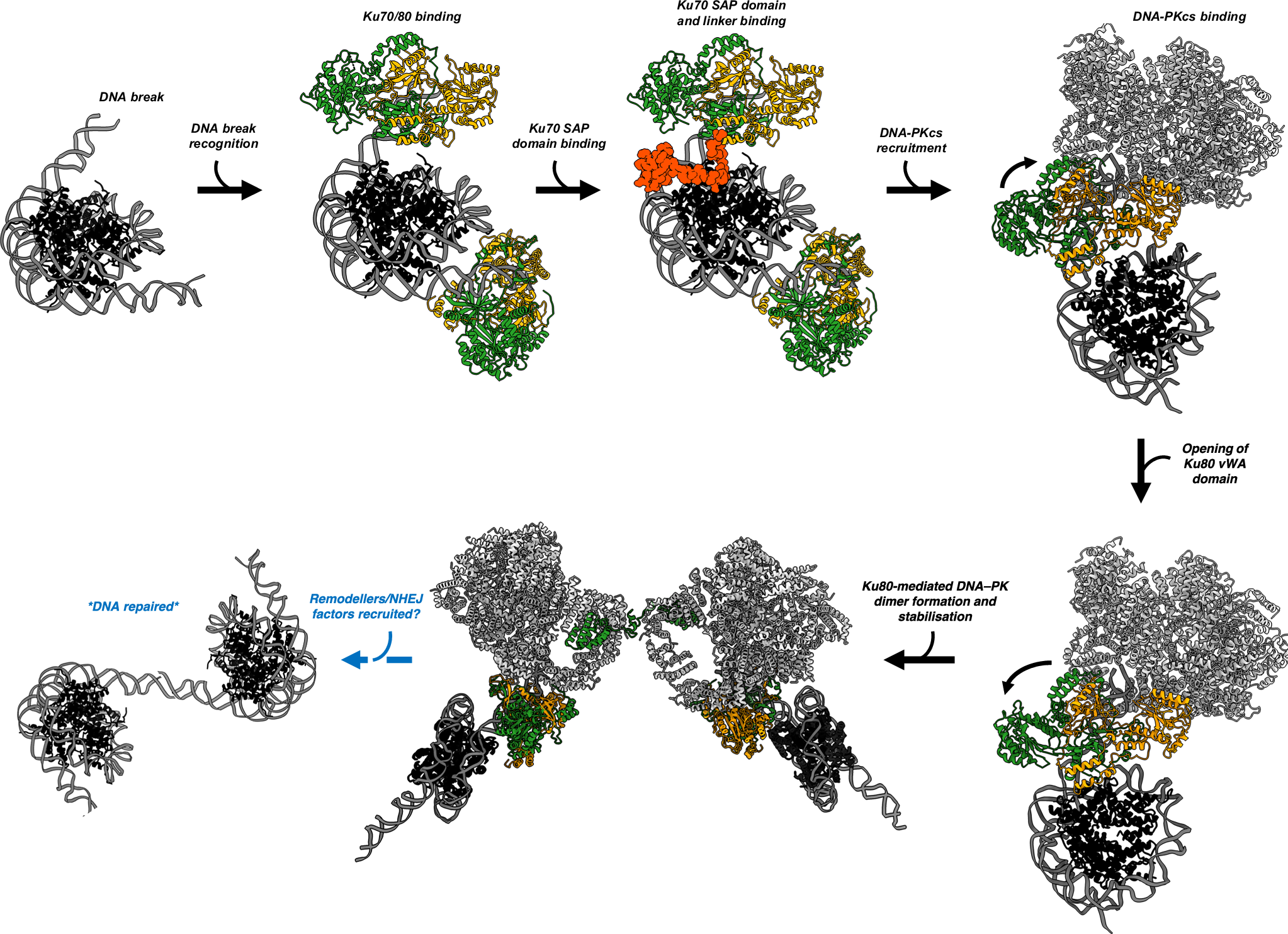 Fig. 5: Model of NHEJ DNA repair in the context of nucleosomes.