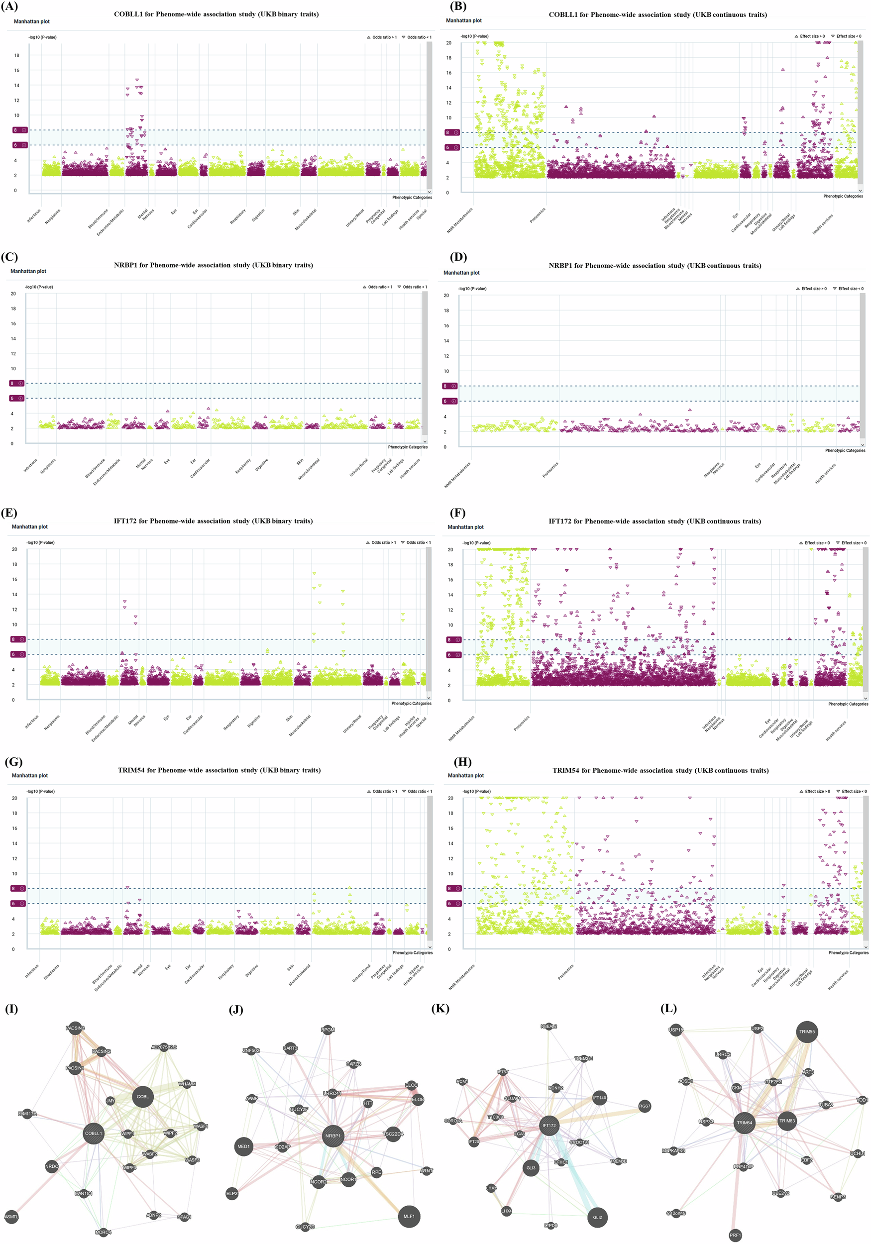 Fig. 5: The Manhattan plot of phenome-wide association study and GeneMania gene network for candidate genes.
