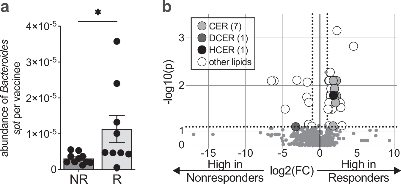 Fig. 3: Bacteroides serine palmitoyltransferase gene (spt) presence in stool is associated with a protective memory B cell response to OCV.
