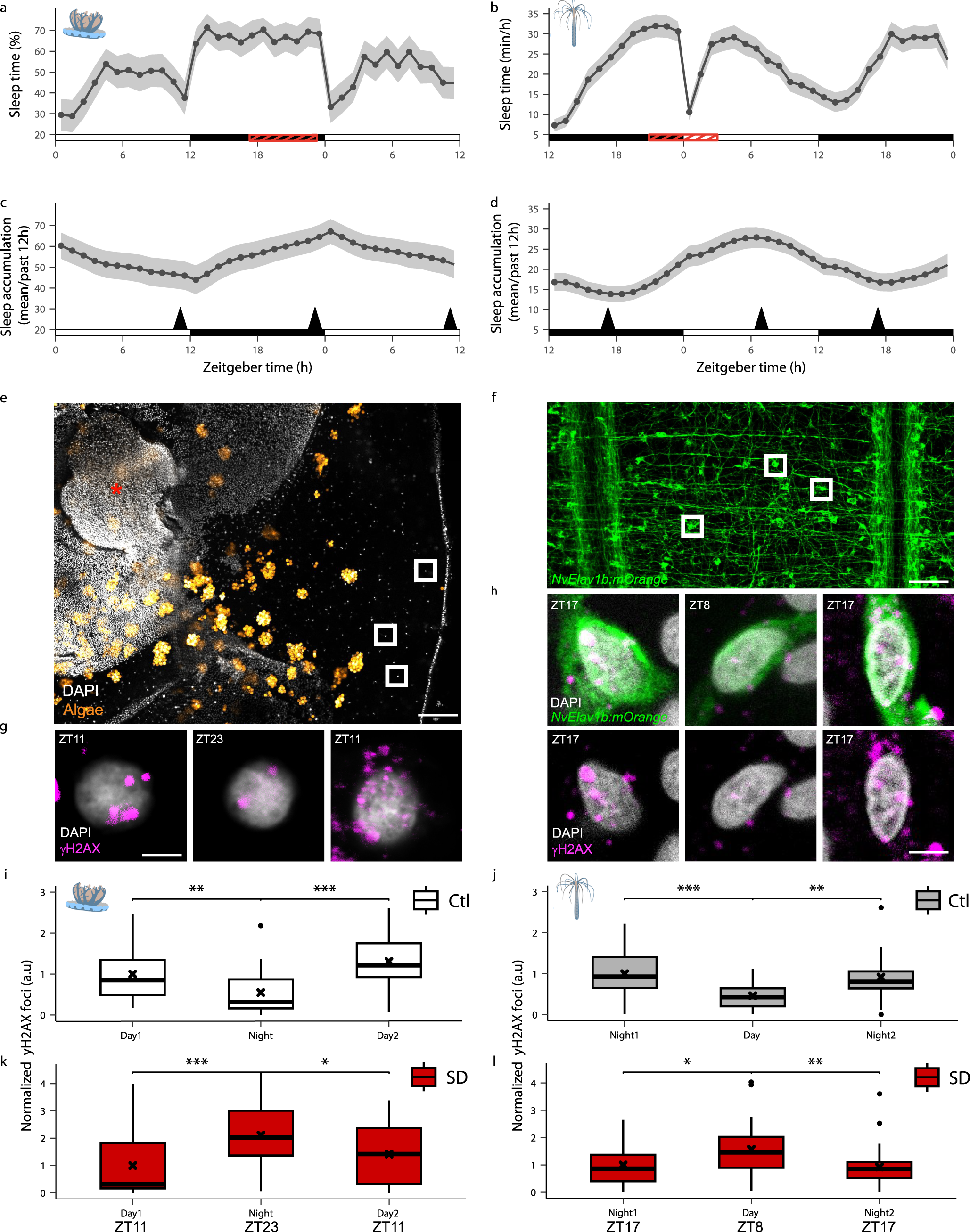 Fig. 4: Sleep reduces DNA damage in neurons of cnidarians.