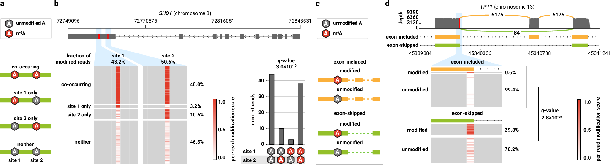 Fig. 10: Single-molecule resolution detection of m6A reveals co-occurring m6A sites and those sites associated with alternative mRNA splicing.