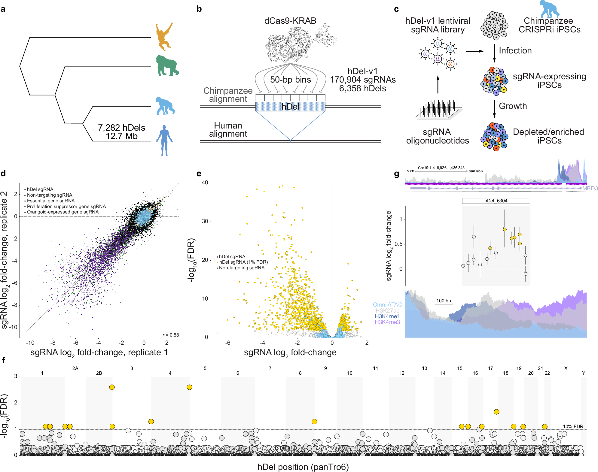 Fig. 1: Genome-scale tiling CRISPRi-based genetic screens identify hDels modifying cellular proliferation.
