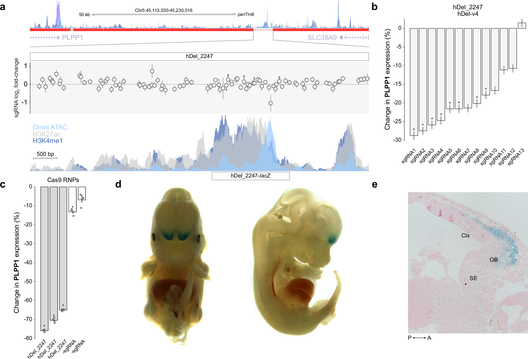 Fig. 5: hDel_2247 regulates PLPP1 and drives lacZ expression in developing anterior cortex and olfactory bulb.