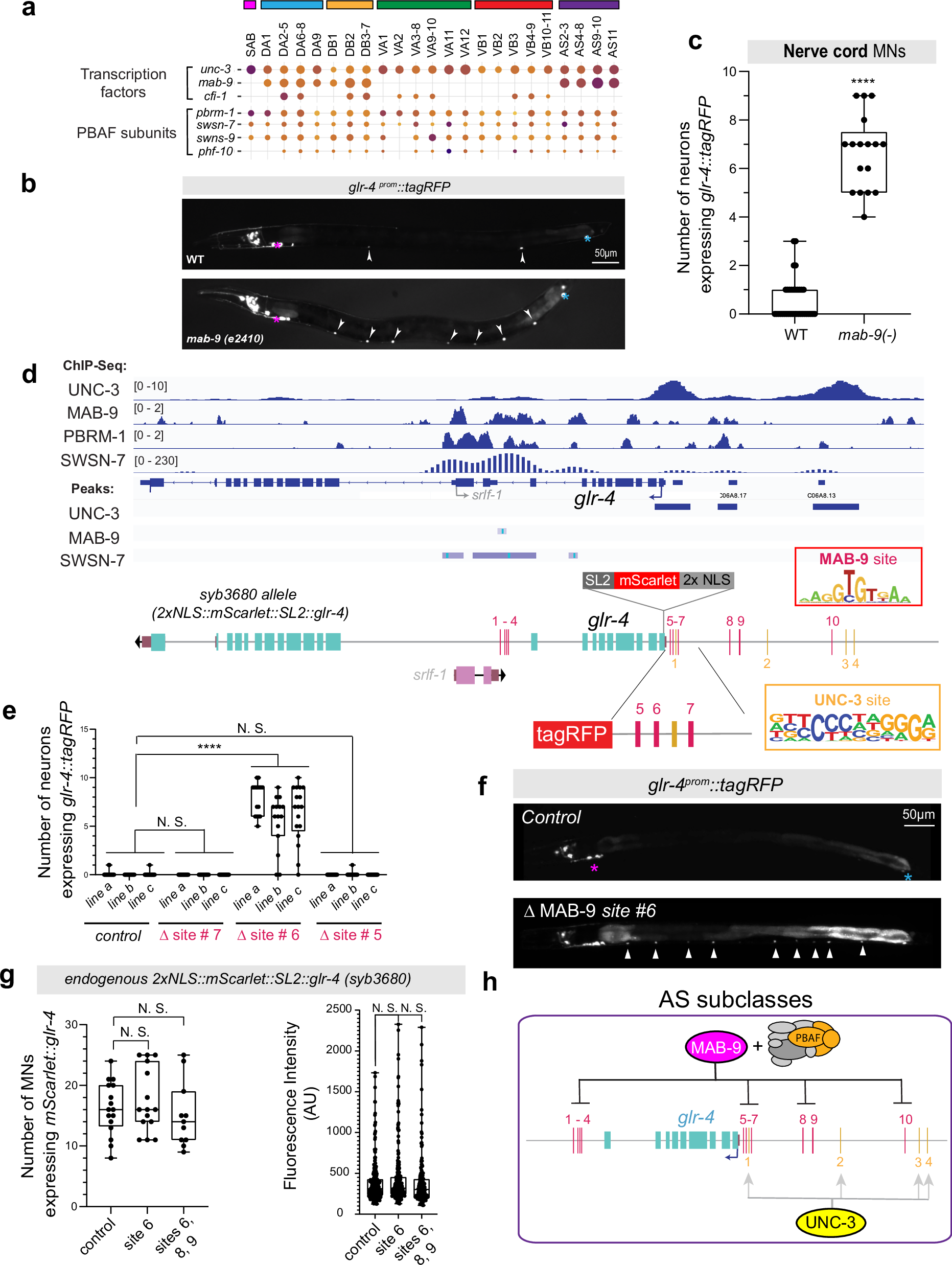 Fig. 7: MAB-9/TBX20 represses glr-4/GRIK4 in AS motor neurons in the nerve cord.