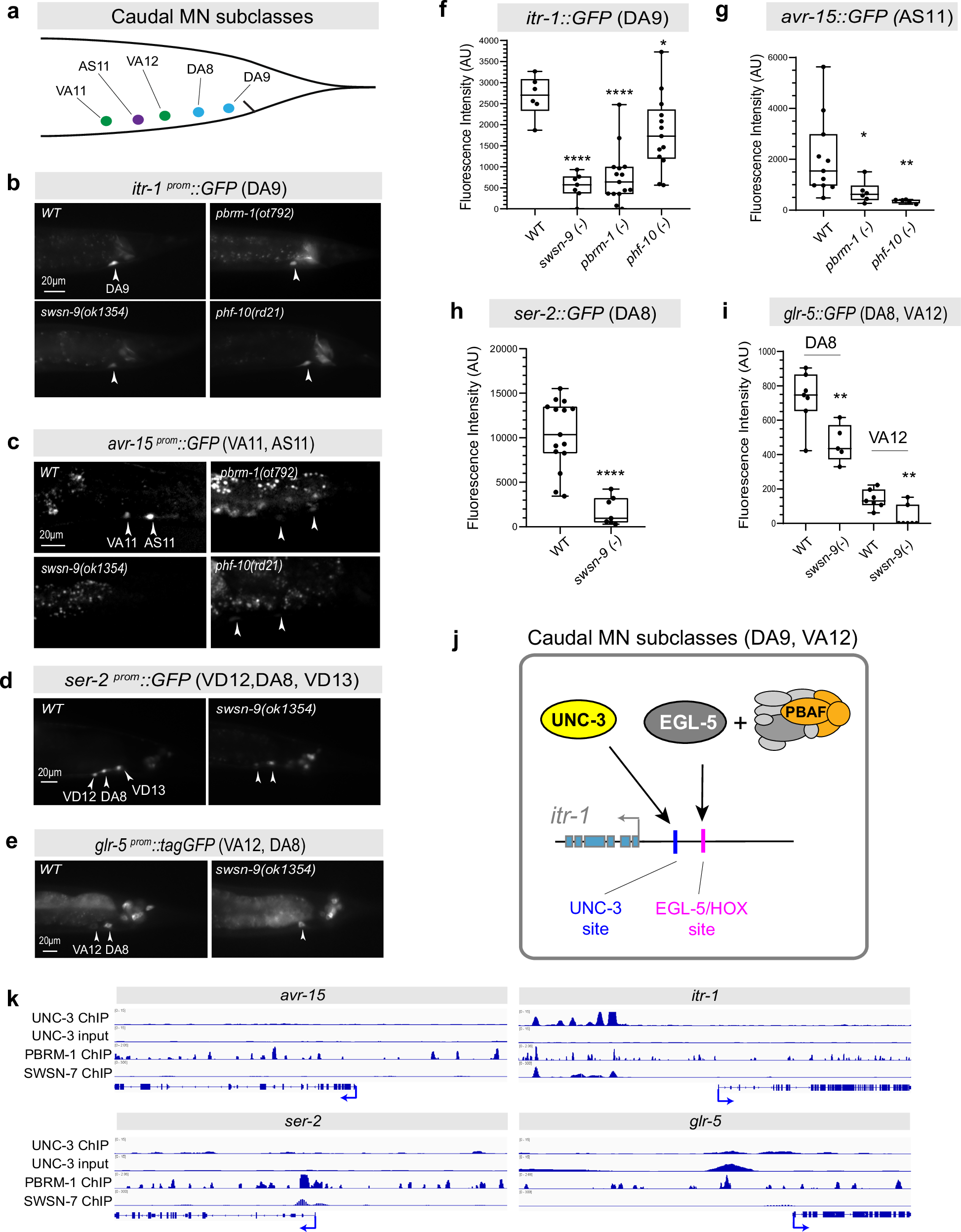 Fig. 9: PBAF activates the expression of terminal identity genes in caudal MNs.