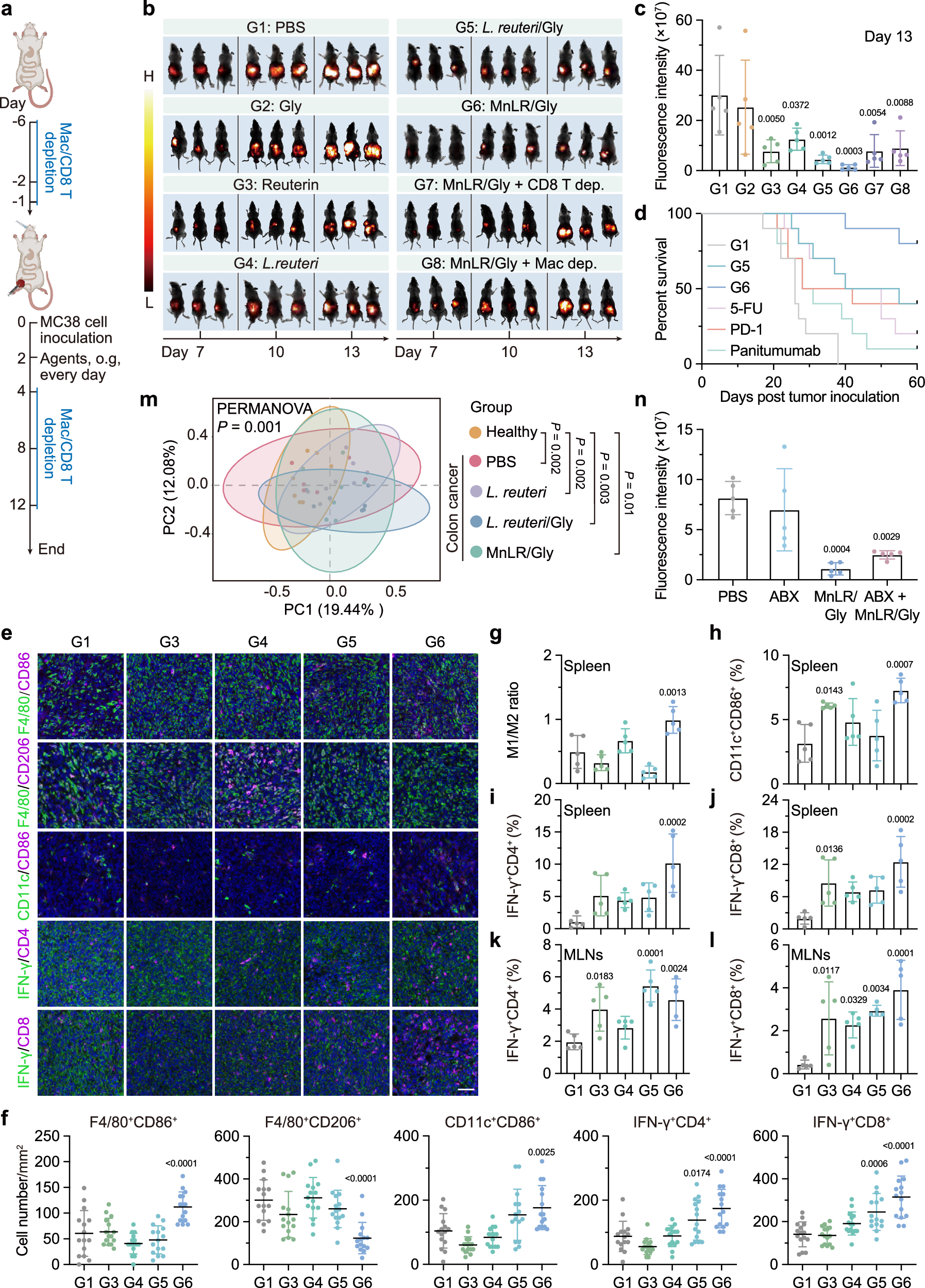 Fig. 6: In vivo orthotopic colon tumor growth inhibition, gut microbiota modulation, and antitumor immunity activation by oral MnLR/Gly.