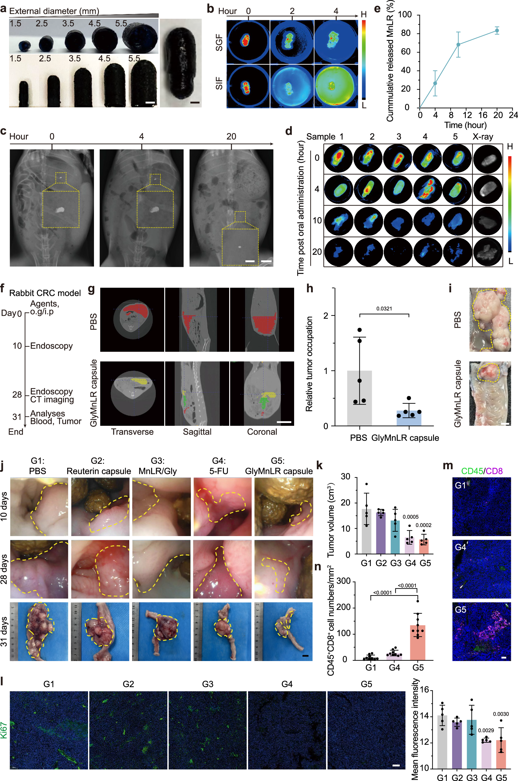 Fig. 8: Characterization of GlyMnLR capsule and its antitumor efficacy and biosafety in rabbit models.