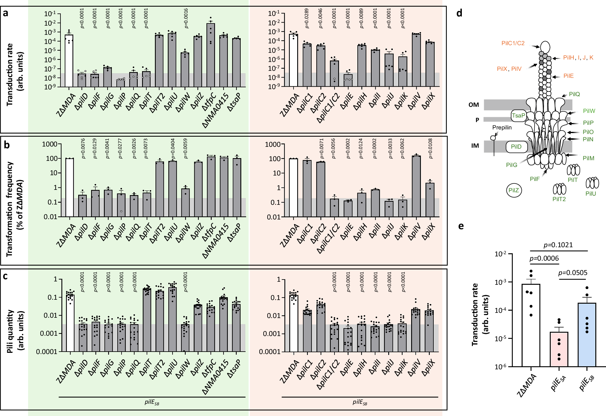 Fig. 1: Involvement of type IV pilus machinery and PilE variants in MDA phage infection.