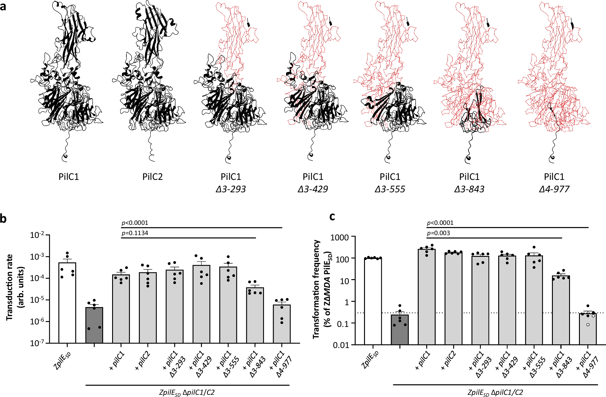 Fig. 3: Interaction between MDA phage and type IV pili.
