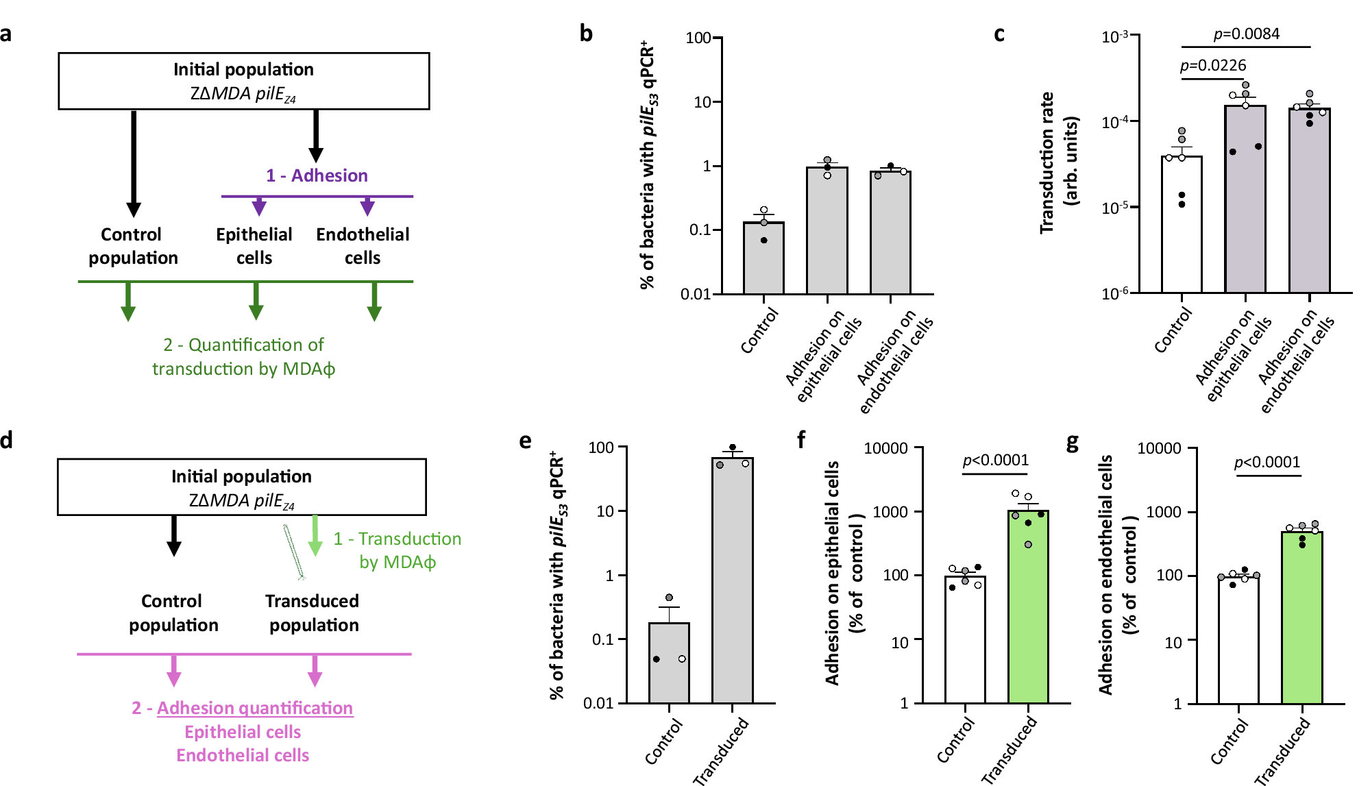 Fig. 6: Relationship between adhesion and phage transduction.