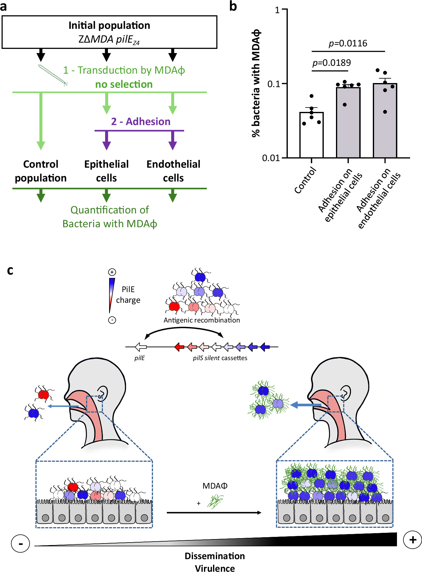 Fig. 7: Phage enrichment in adherent bacteria.