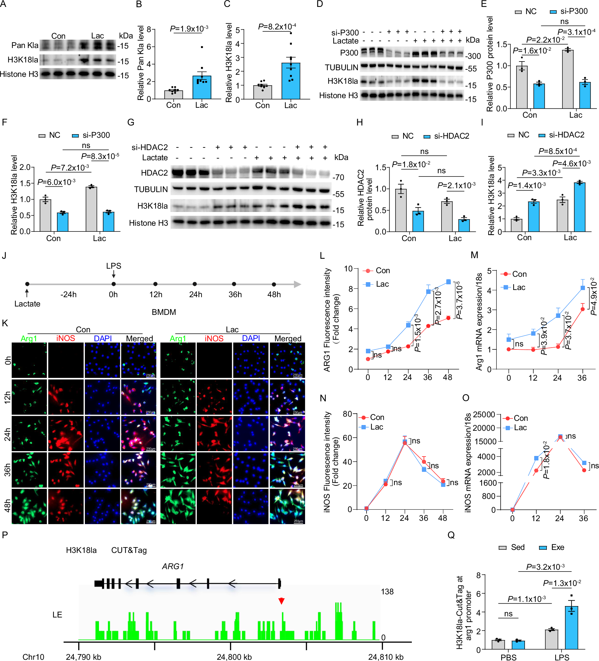 Fig. 8: Exercise enhanced H3K18 histone lactylation in monocytes via p300 and HDAC2.