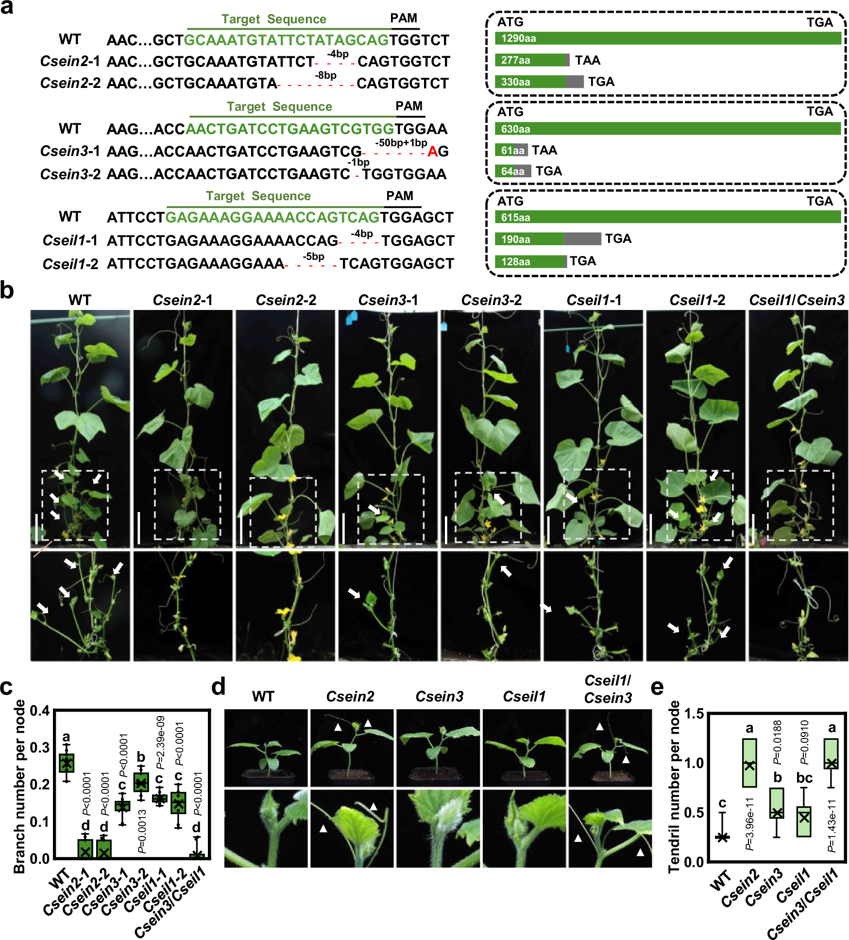 Fig. 2: Ethylene signaling components differentially regulate cucumber branch and tendril development.