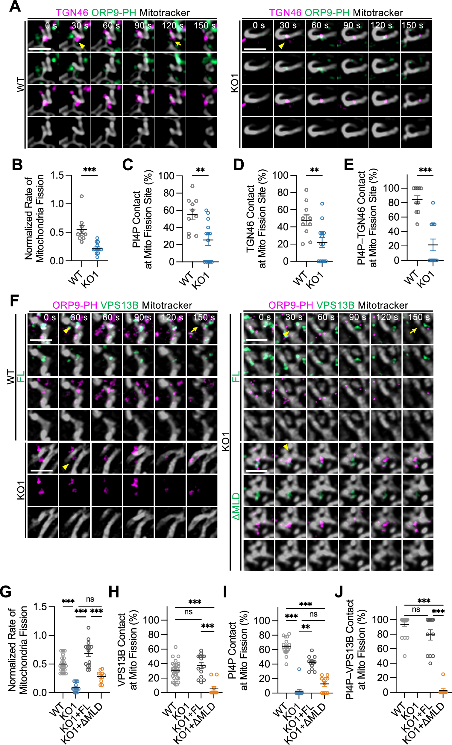 Fig. 4: VPS13B contacts mitochondrial fission sites via its MLD domain in a PI4P-dependent manner.