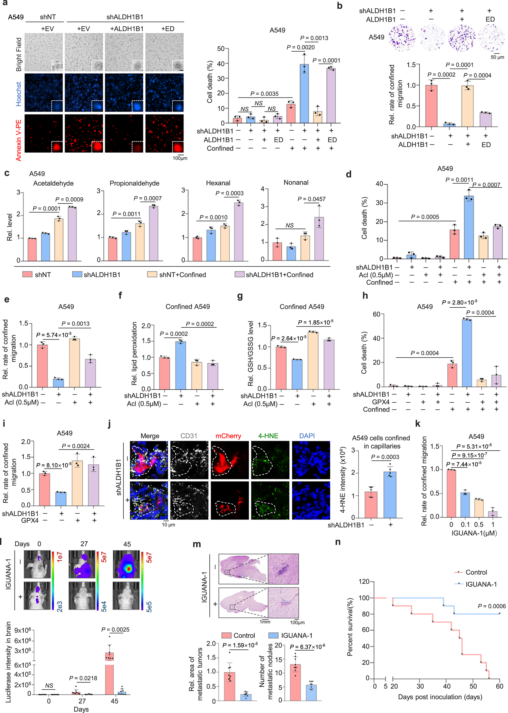Fig. 2: ALDH1B1 sustains tumor cell survival in confining spaces by detoxifying aldehydes.