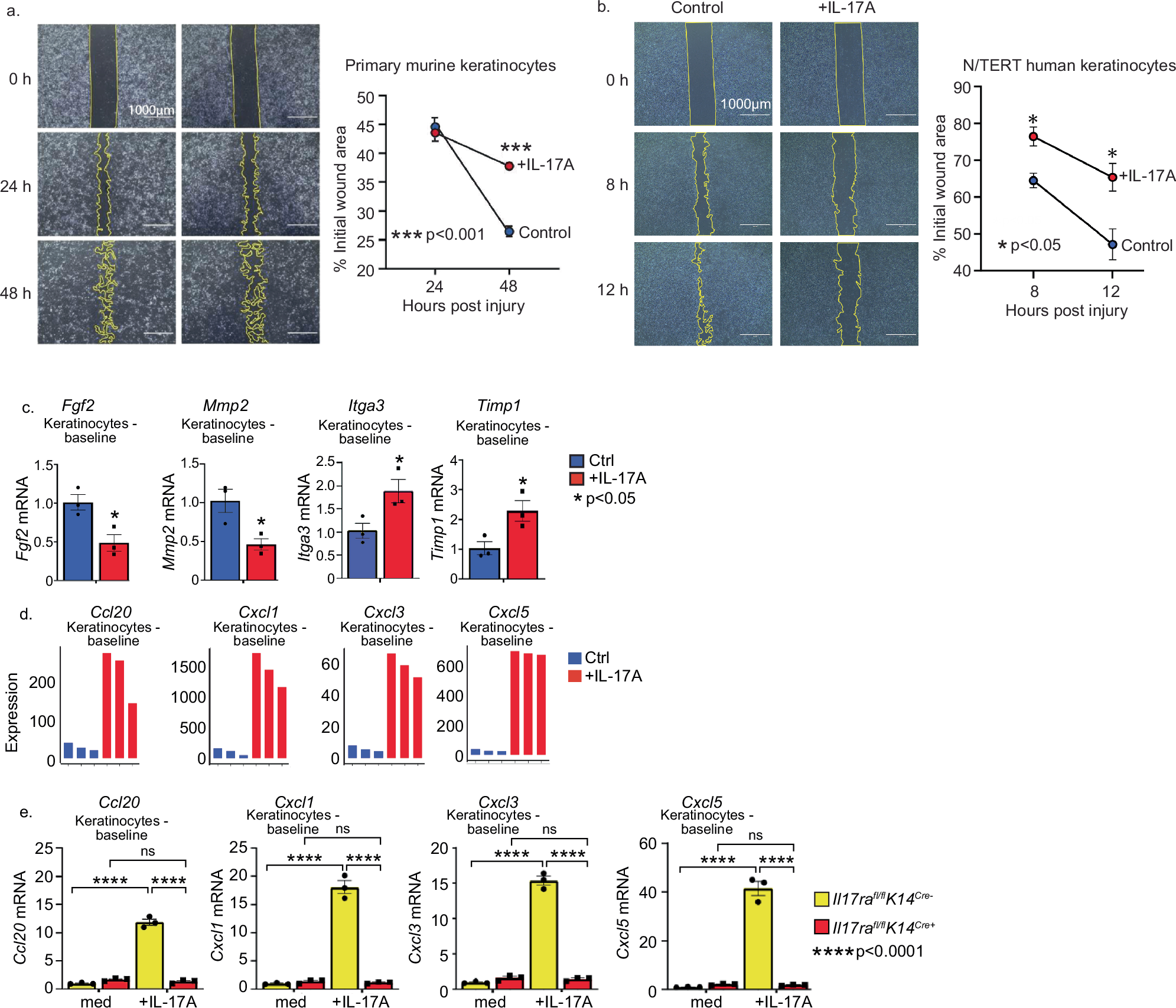 Fig. 1: IL-17A signaling in keratinocytes controls wound repair via regulation of migratory and inflammatory genes.