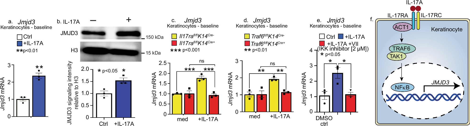 Fig. 2: IL-17A signaling upregulates expression of the histone demethylase, JMJD3, via a TRAF6/NFκB pathway.