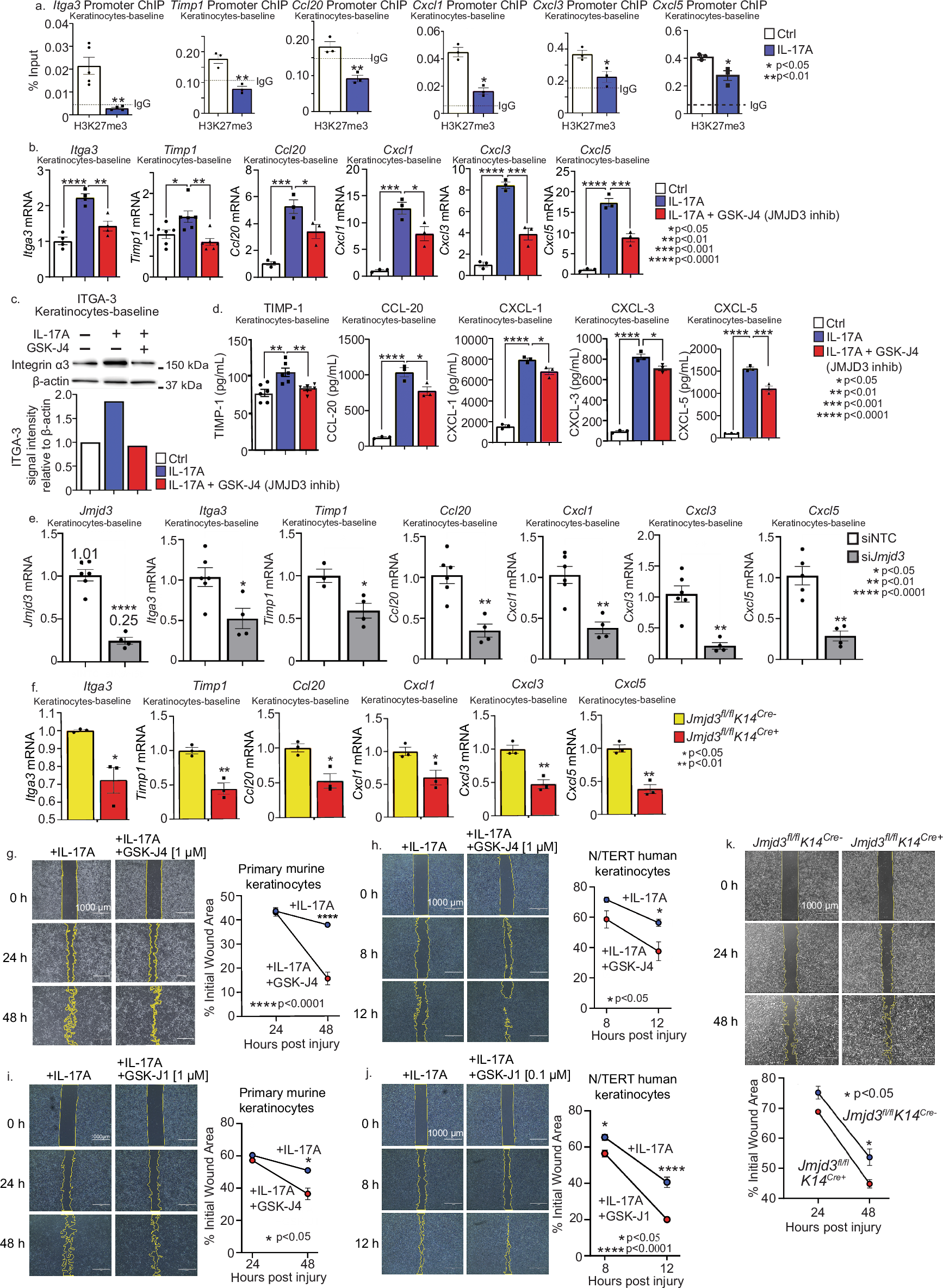 Fig. 3: Jmjd3 directly regulates anti-migratory and inflammatory genes in wound keratinocytes in response to IL-17A and direct inhibition of Jmjd3 in keratinocytes improves migration/wound closure rate.