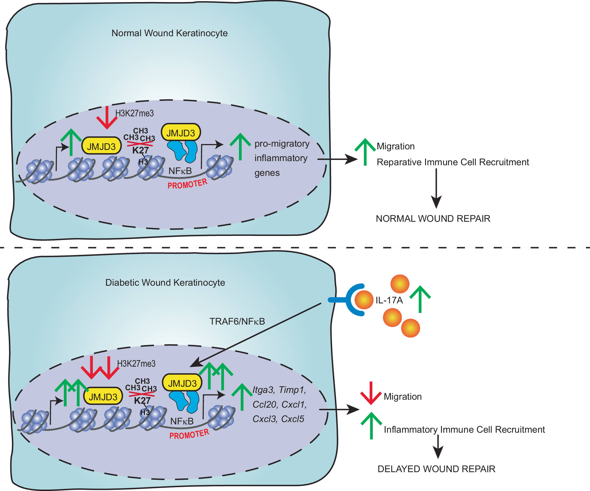 Fig. 6: Schematic of IL-17A-mediated JMJD3 regulation of keratinocyte functions in normal and diabetic wound keratinocytes.