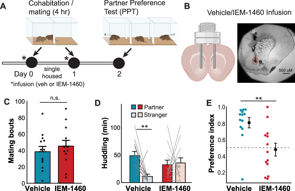 Fig. 1: Accumbal CP-AMPARs are necessary for pair bond formation.