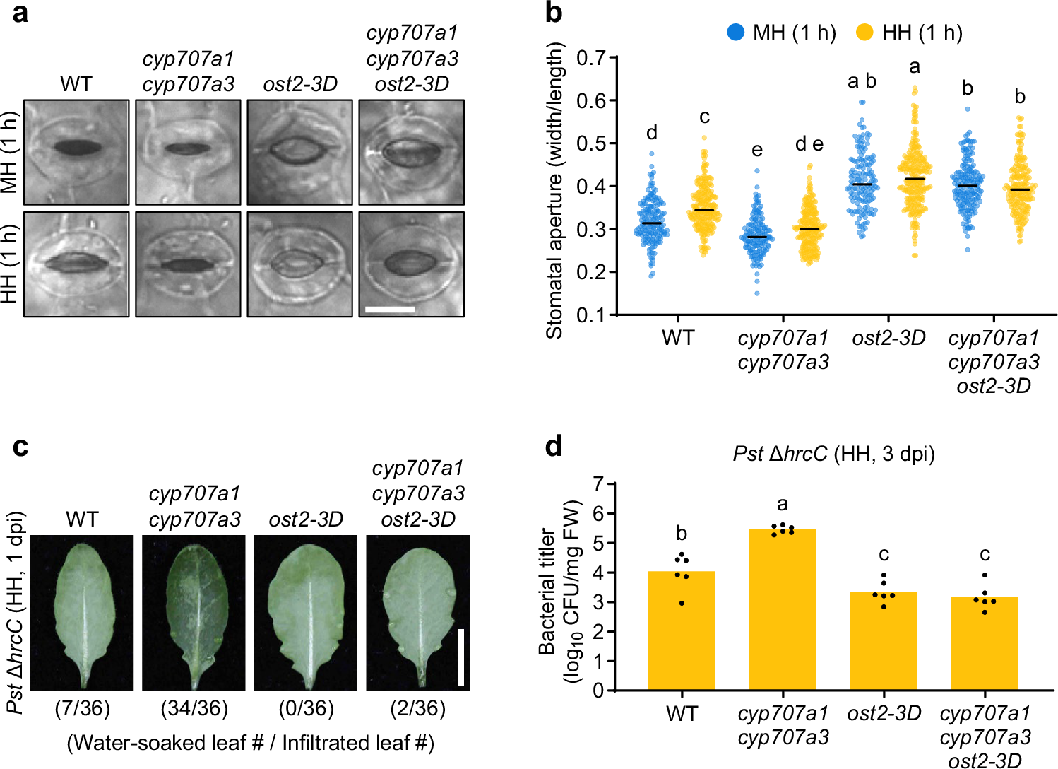 Fig. 2: CYP707A3-mediated water-soaking resistance depends on stomatal opening.