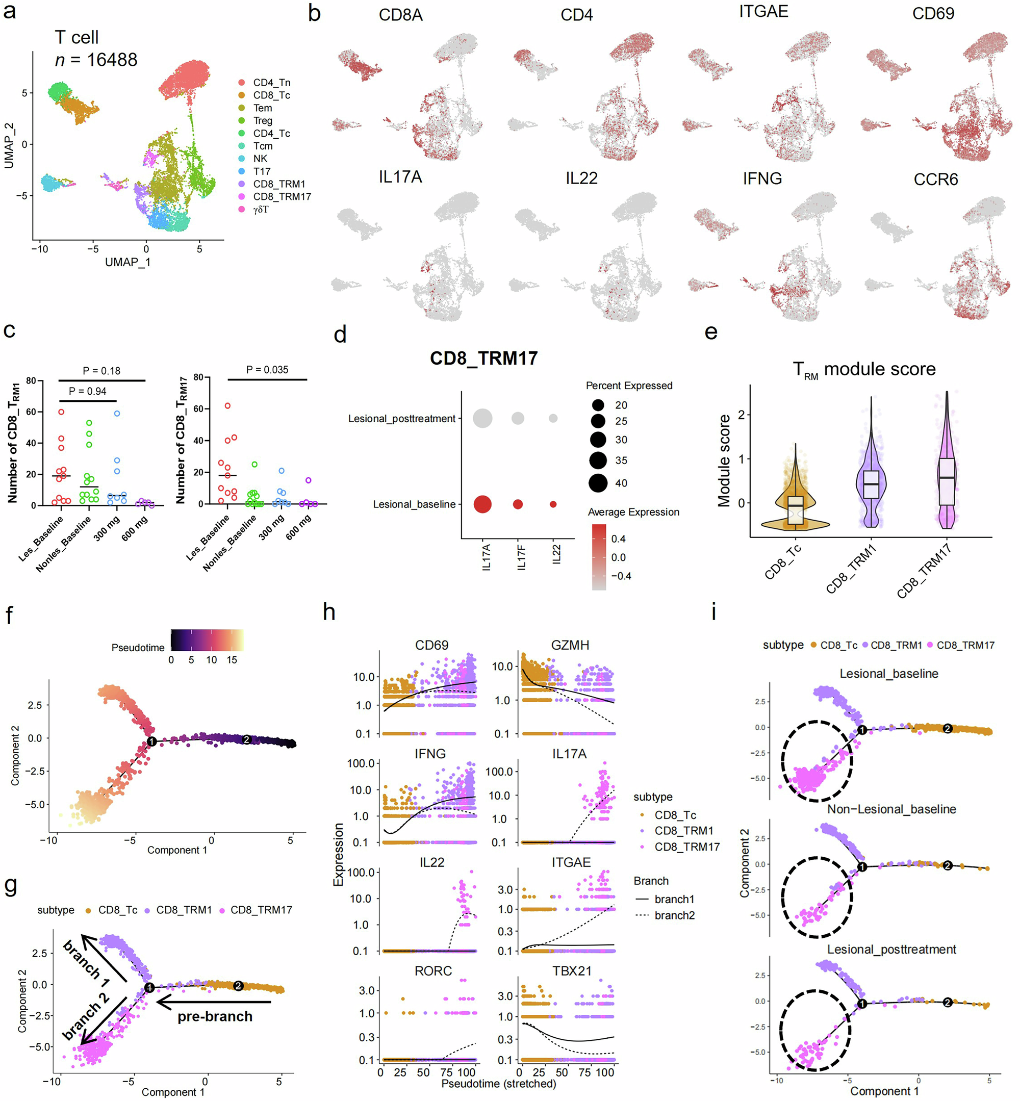 Fig. 4: Risankizumab downregulates IL-17 signaling by reducing CD8+ TRM cells.