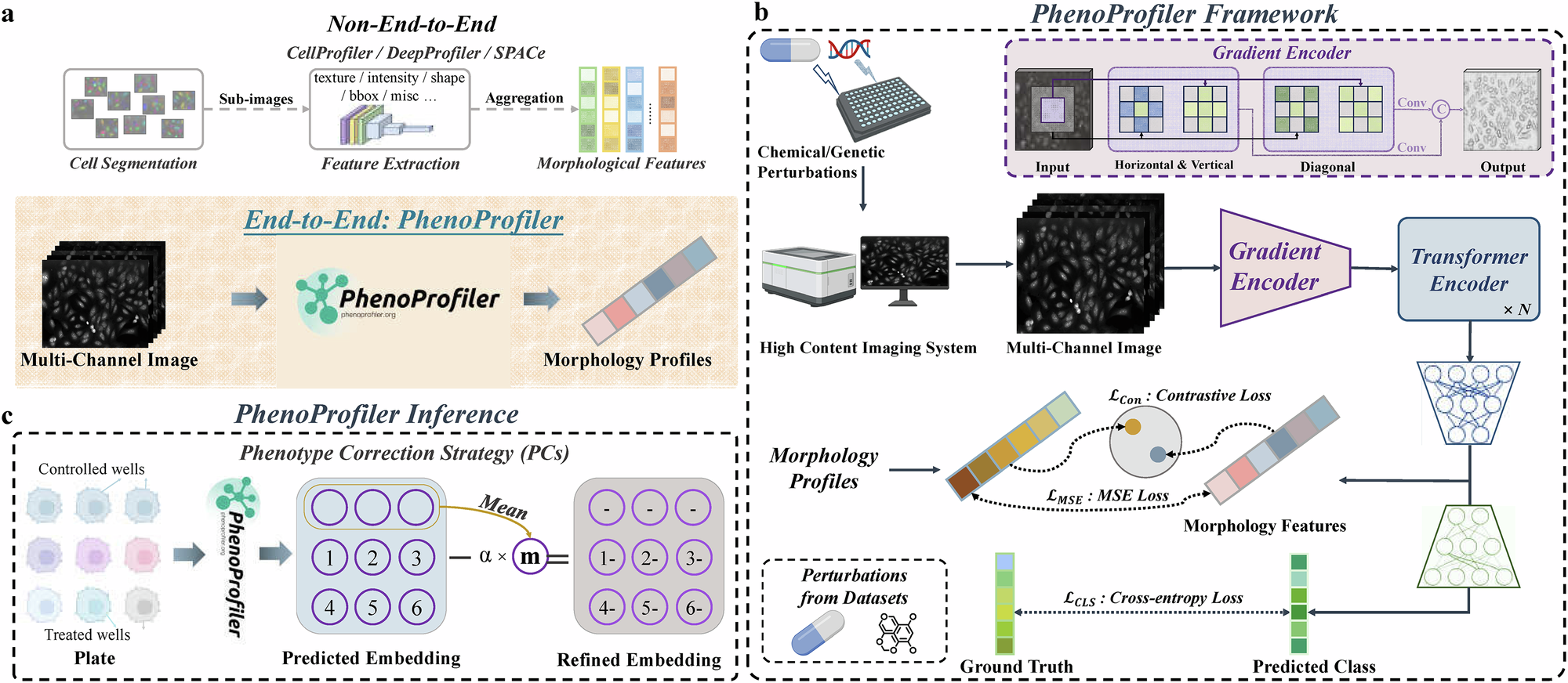 Fig. 1: Framework of the PhenoProfiler for morphology representations.