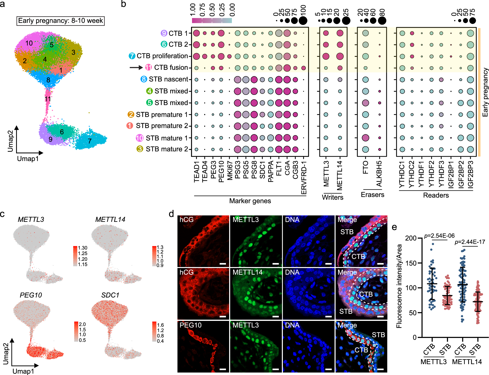 Fig. 1: METTL3 marks cytotrophoblasts in human placentas in vivo.