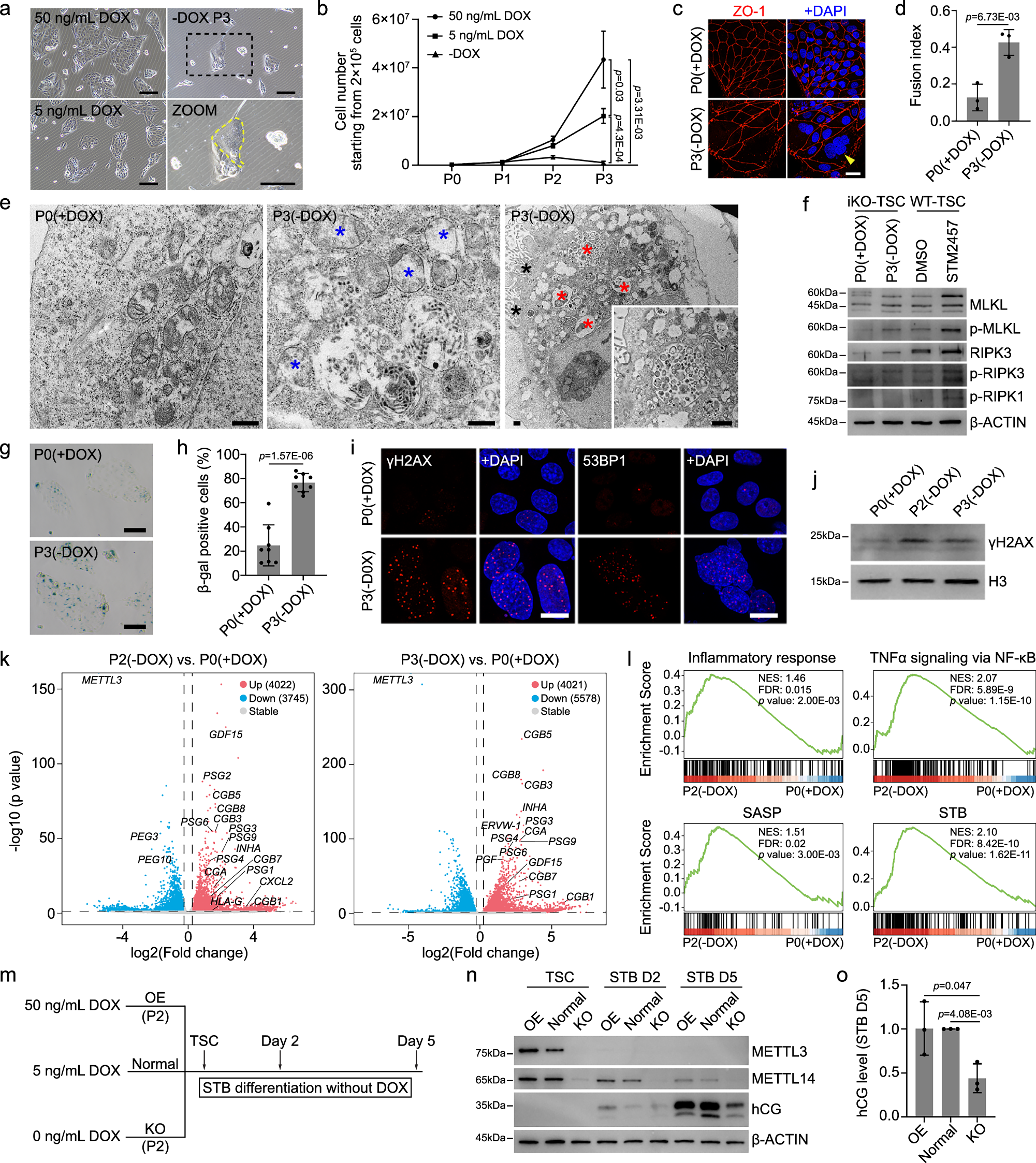 Fig. 3: Loss of METTL3 impairs hTSCs’ self-renewal and cell identity.
