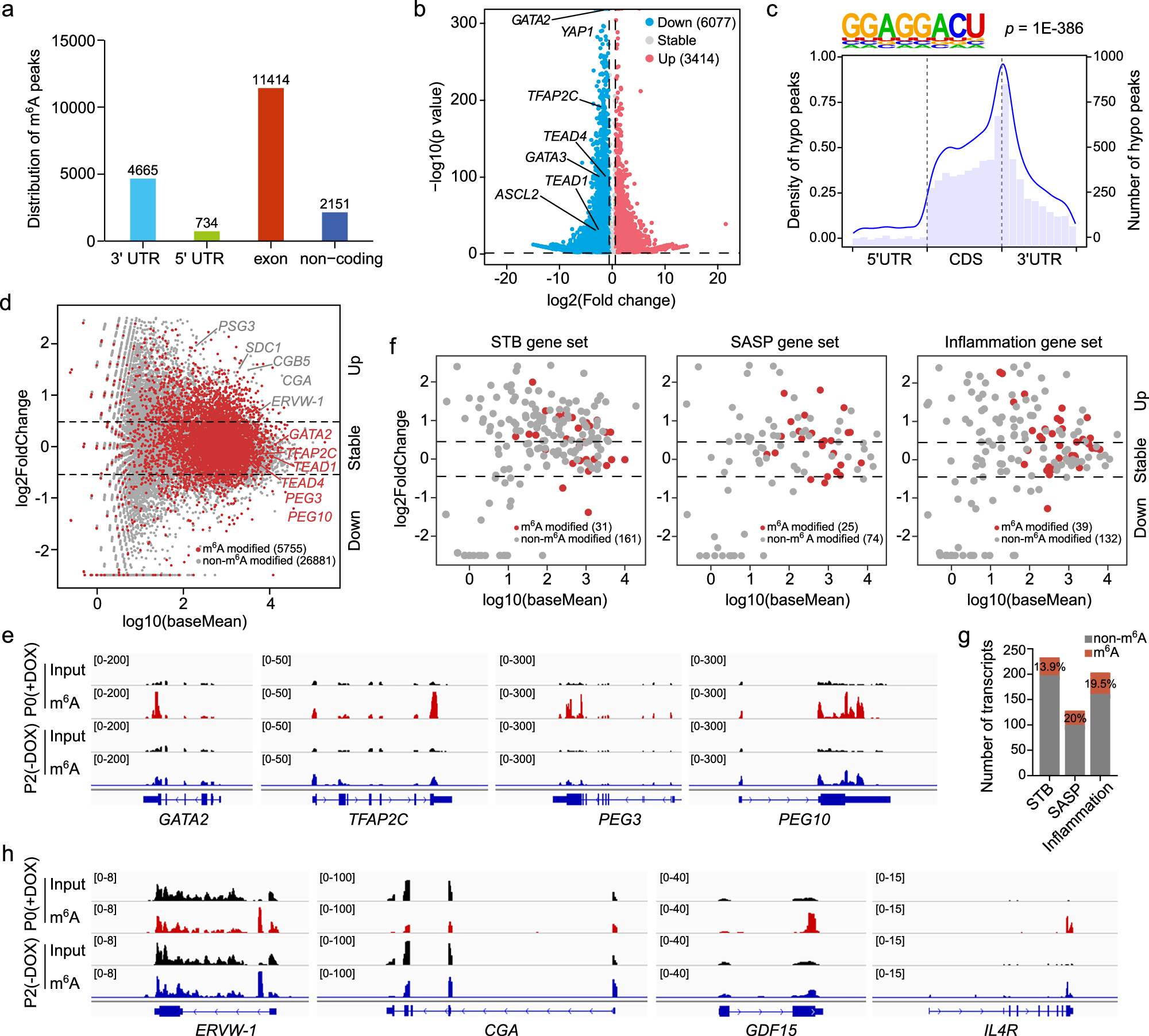 Fig. 4: METTL3 regulates gene expression in hTSCs in both m6A-dependent and m6A-independent manners.