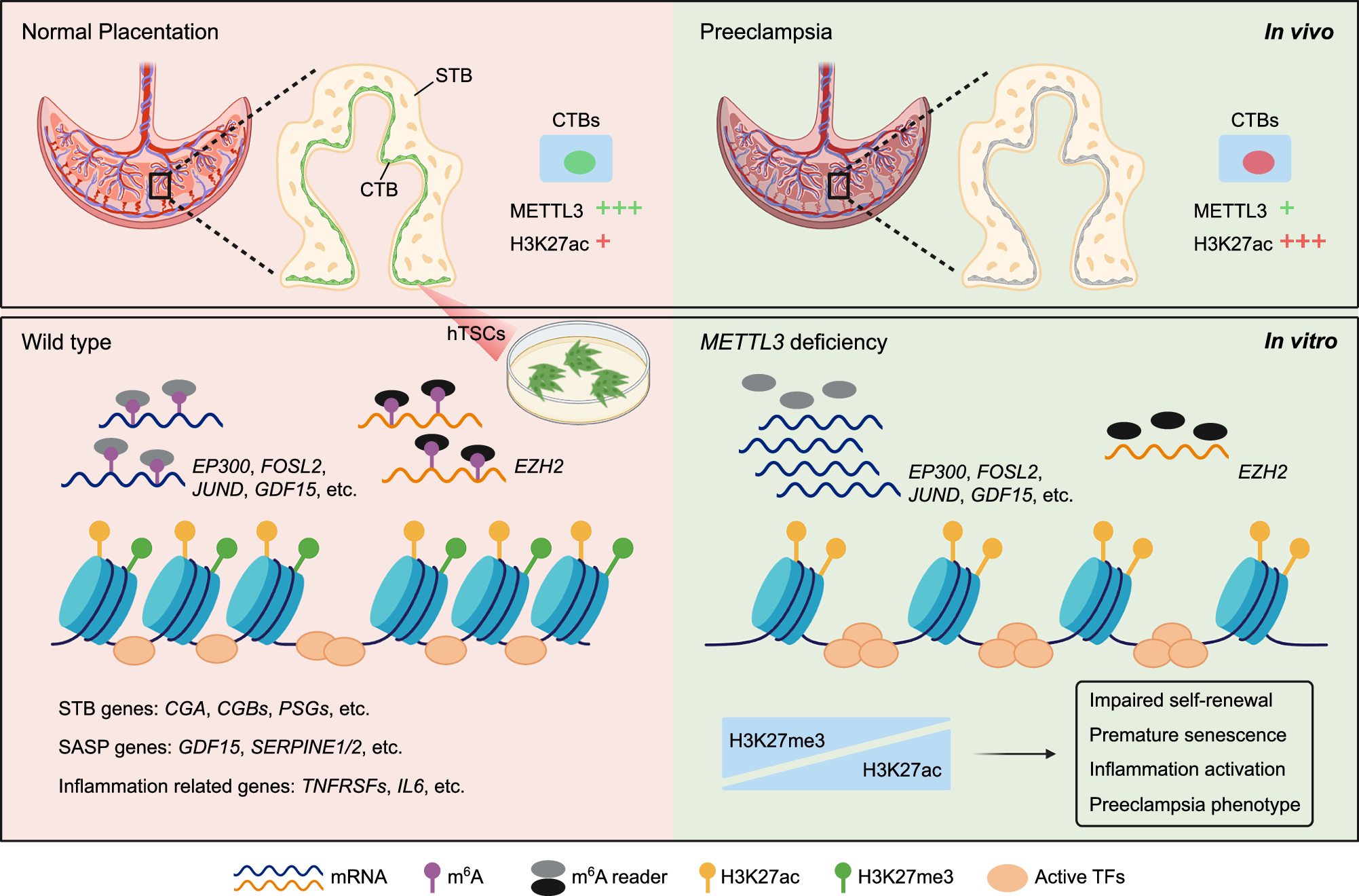 Fig. 8: METTL3 functions in human placenta development.