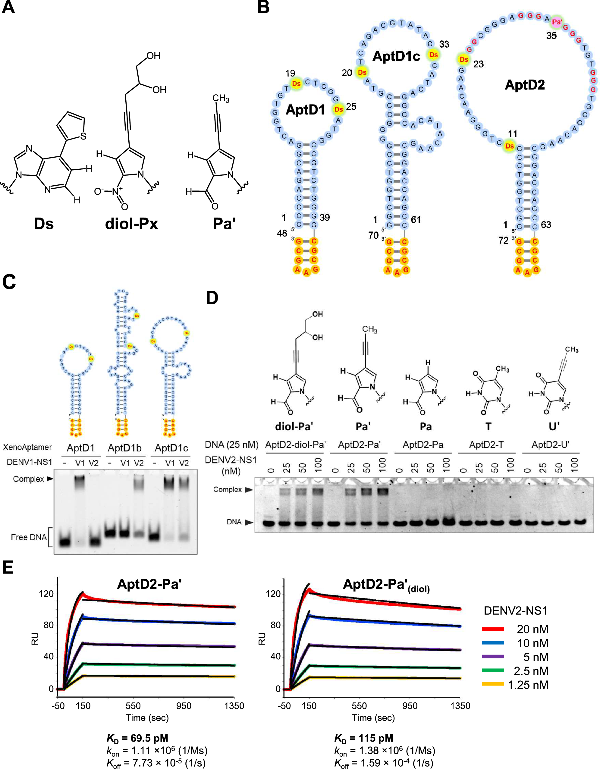 Expanded genetic alphabet increases structural and chemical diversity of  six-letter DNA for high-affinity protein-targeting aptamers | Nature  Communications