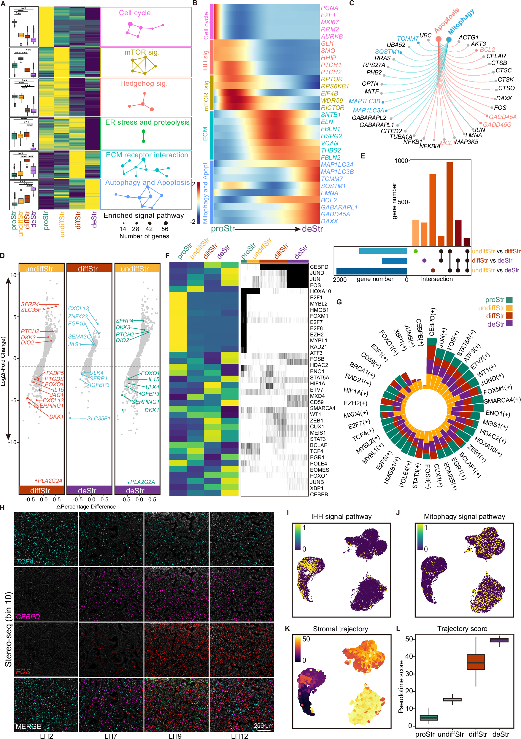 Fig. 3: The molecular and functional characterization of stroma during receptivity establishment.