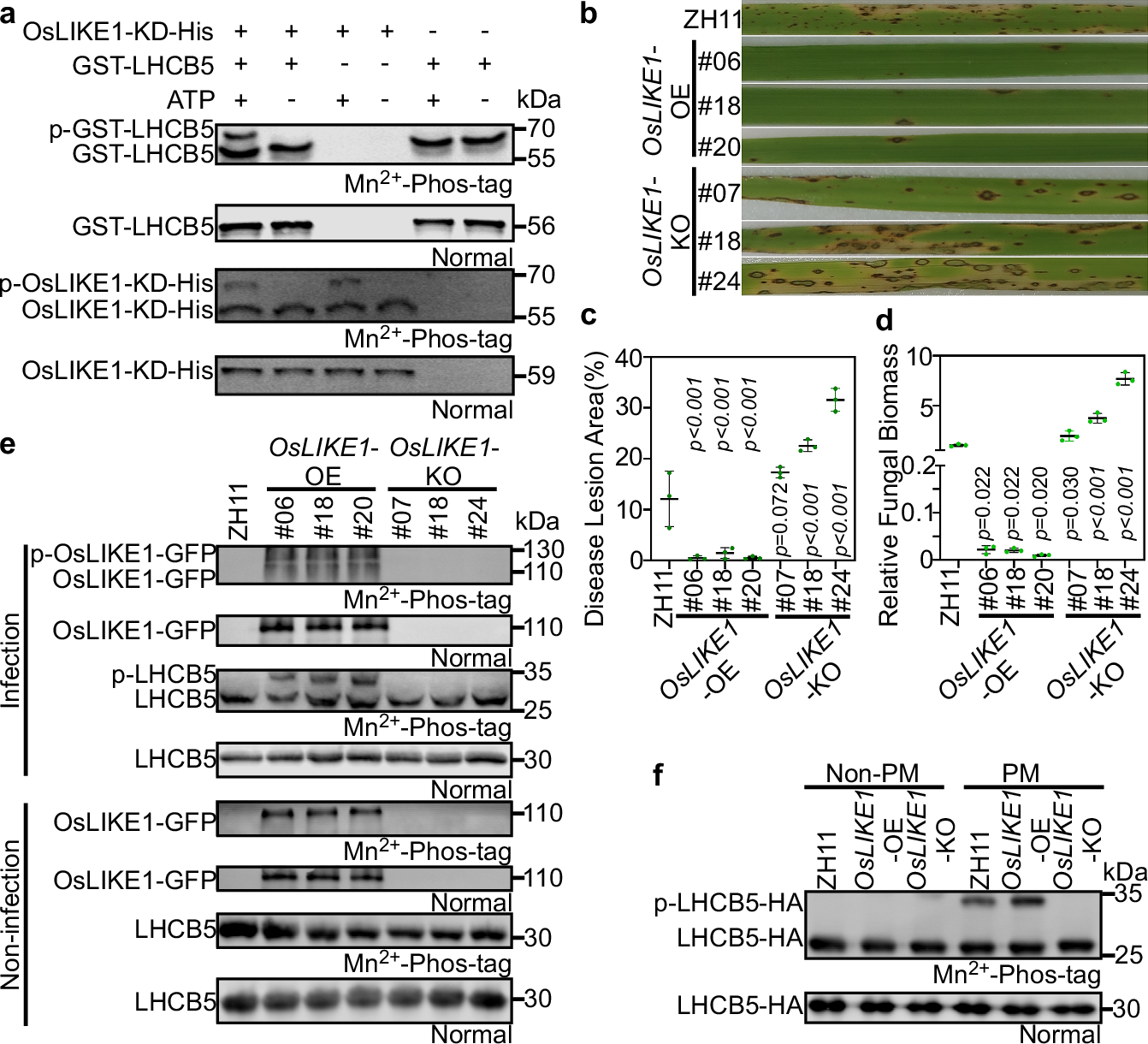 Fig. 2: OsLIKE1 phosphorylates LHCB5 enhancing rice resistance against M. oryzae.
