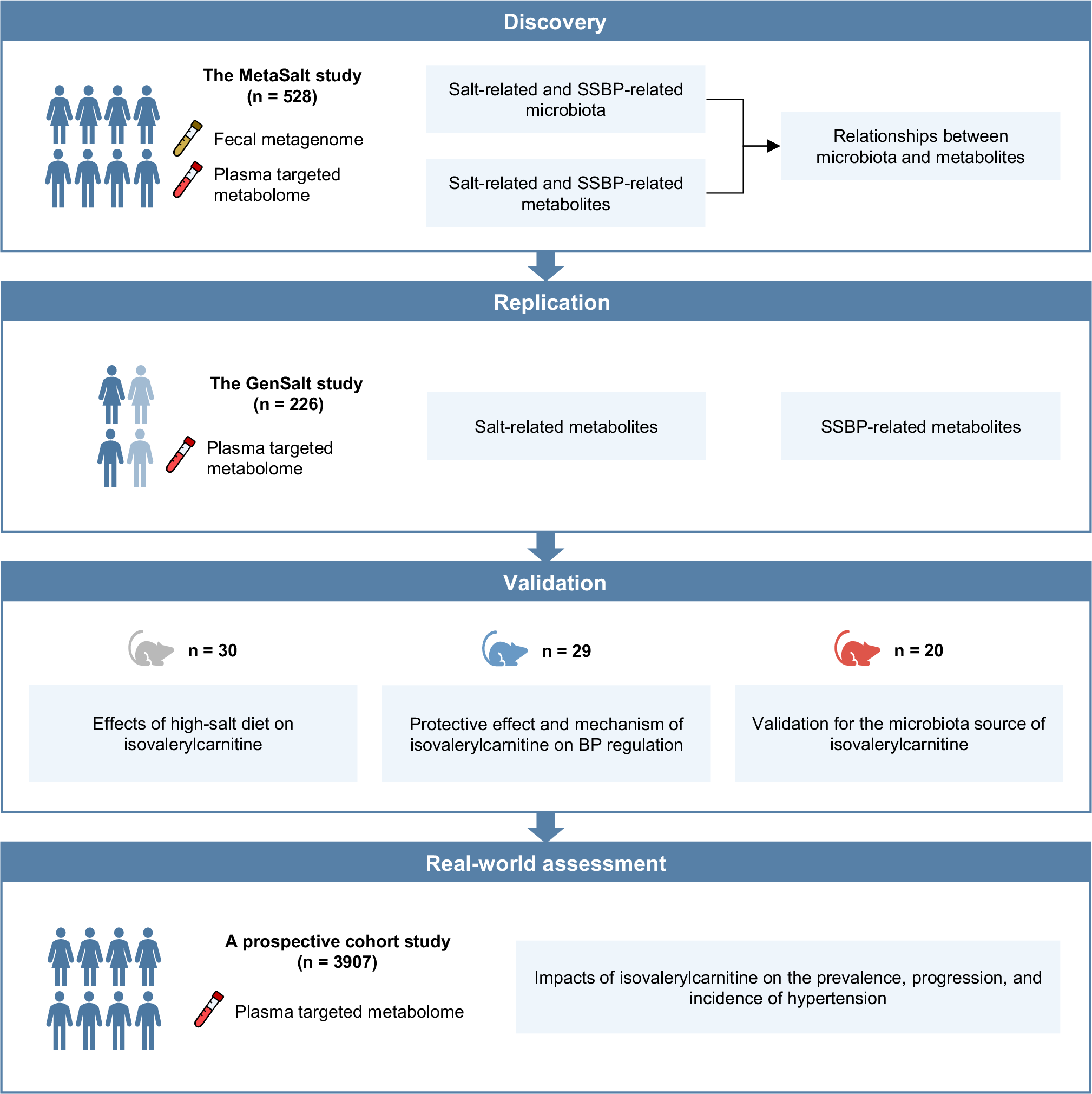 Gut microbiota-derived metabolite isovalerylcarnitine modulates salt sensitivity of blood pressure and incident hypertension: a multicenter dietary salt intervention trial | Nature Communications Gut microbiota-derived metabolite isovalerylcarnitine modulates salt sensitivity of blood pressure and incident hypertension: a multicenter dietary salt intervention trial | Nature Communications