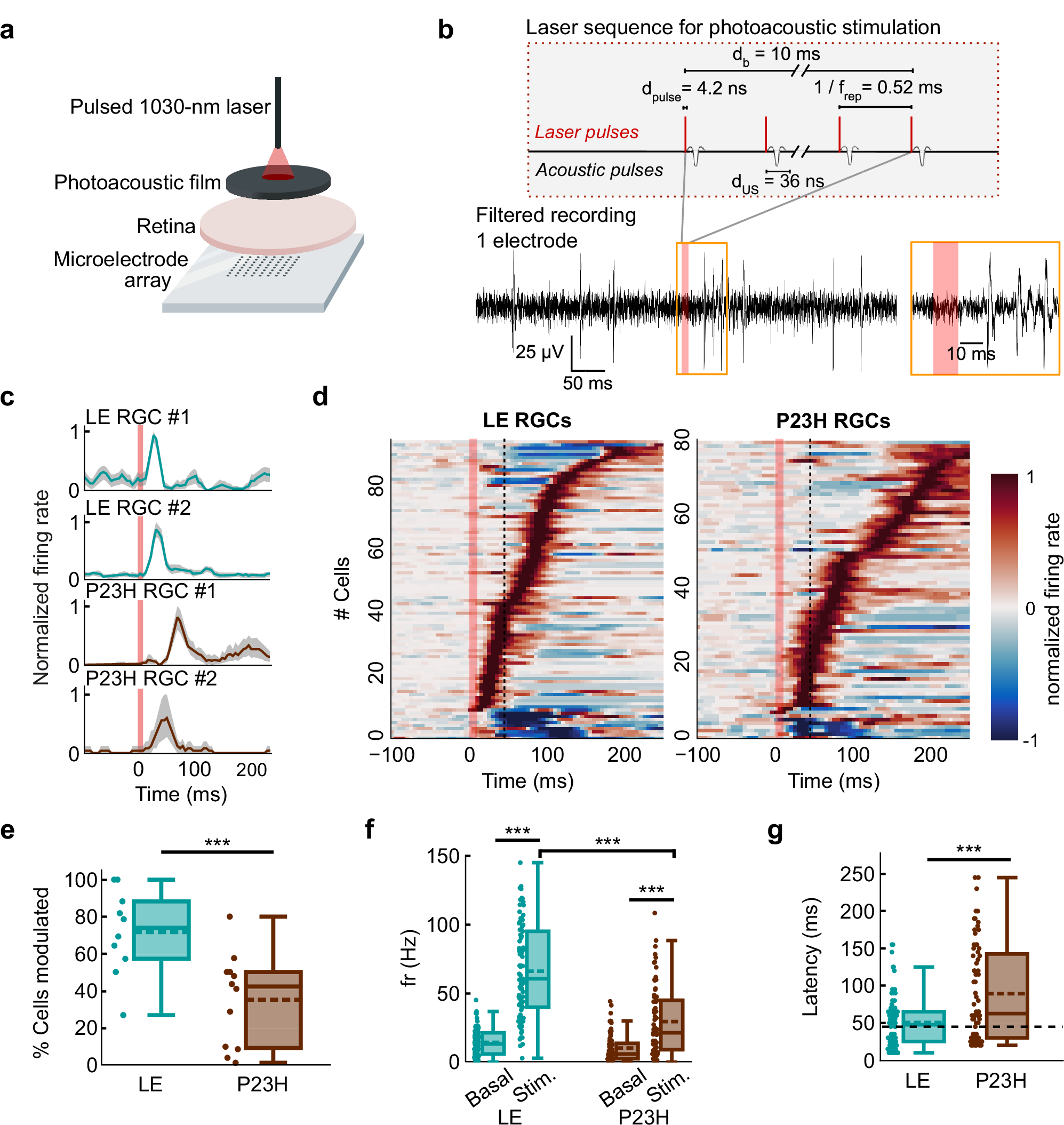 Fig. 2: Photoacoustic modulation of ex vivo wild type and degenerated retinae.