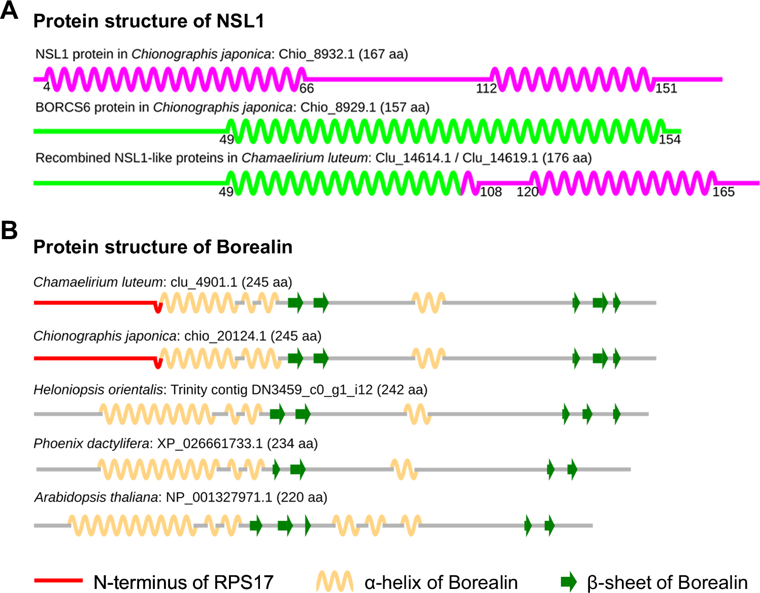 Fig. 5: Chimeric origin of the NSL1 and Borealin genes in Cha. luteum.