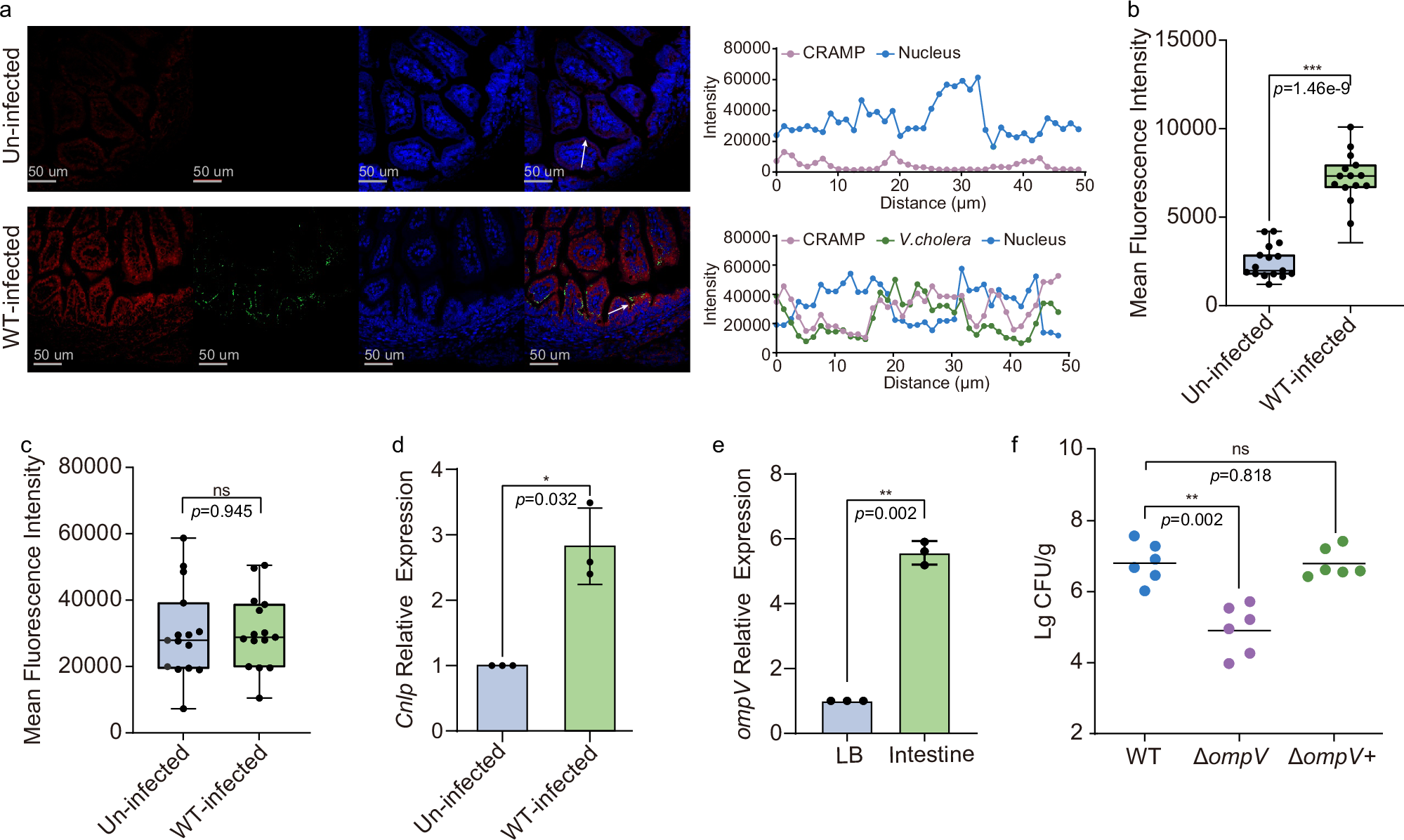 Fig. 2: OmpV is required for the pathogenicity of V. cholerae.