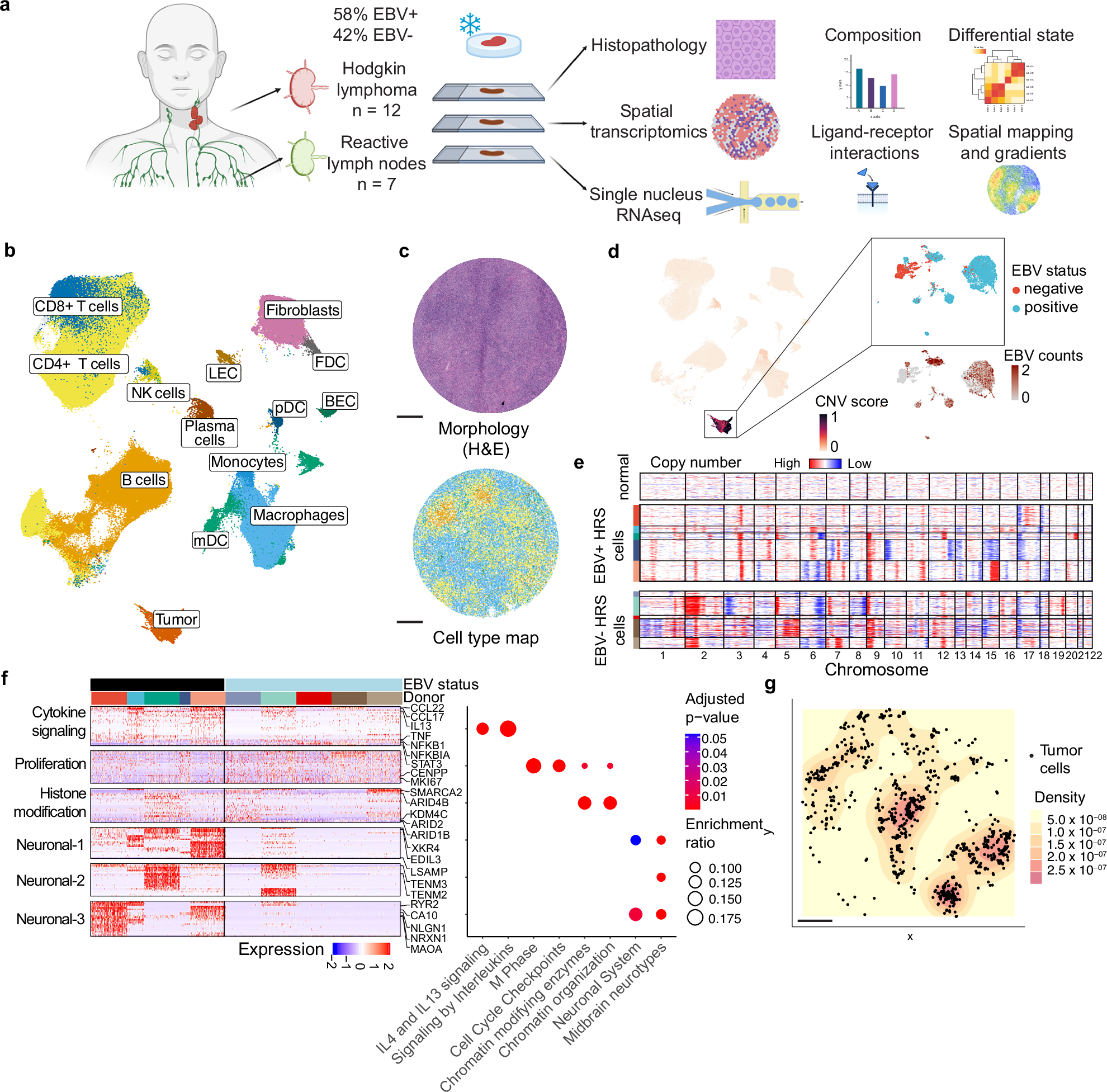 Fig. 1: Transcriptional programs and topology of HRS cells.