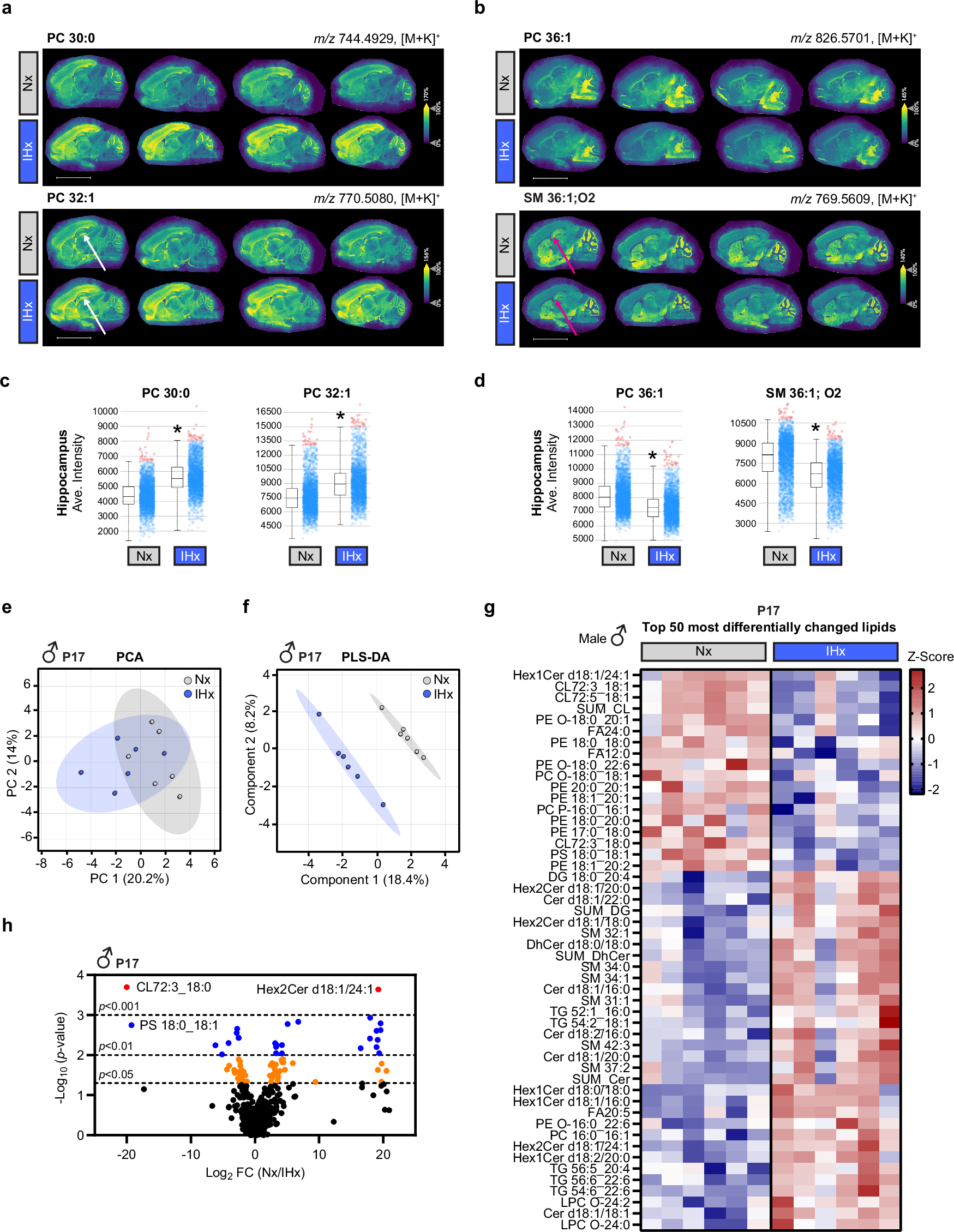Fig. 6: IHx induces global changes in brain lipid composition.