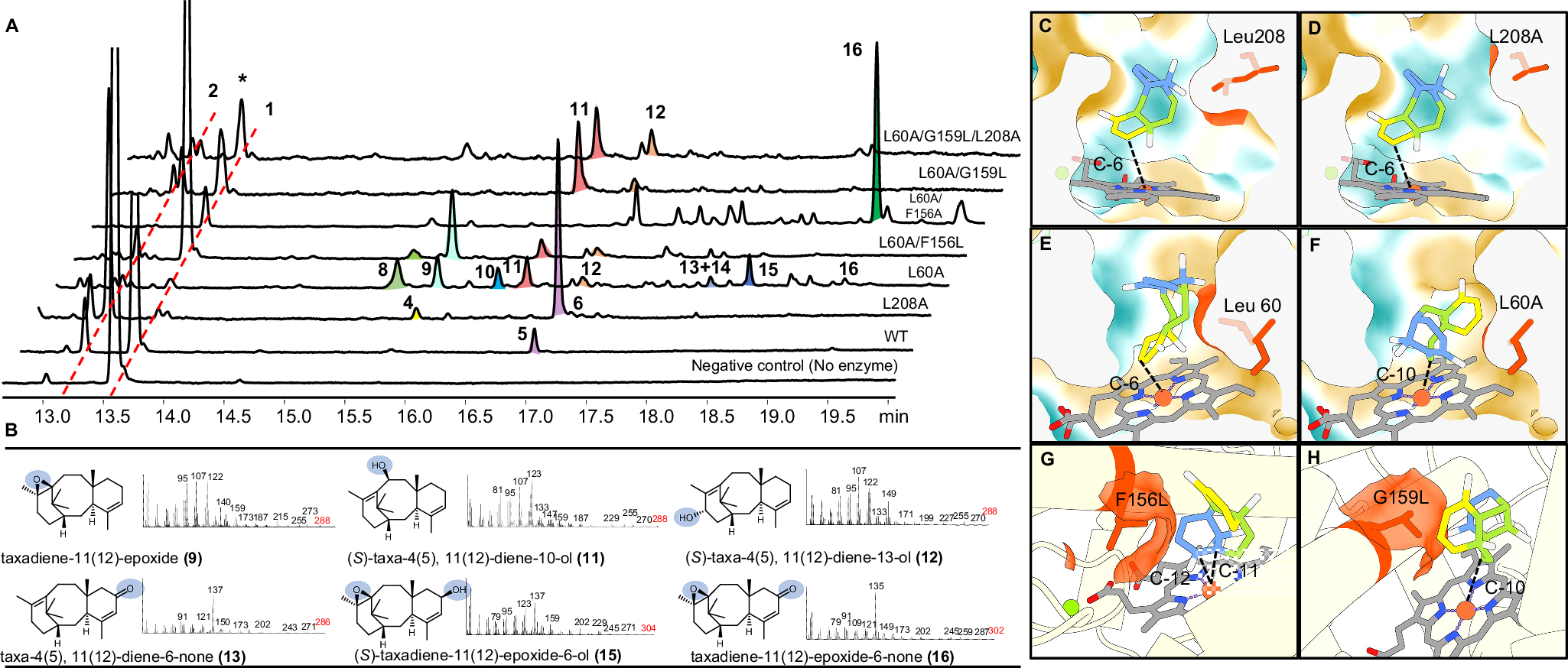 Fig. 3: The oxidaiton products of taxadiene catalyzed by TteUPO mutants and the structural distribution of the investigated mutations in TteUPO.