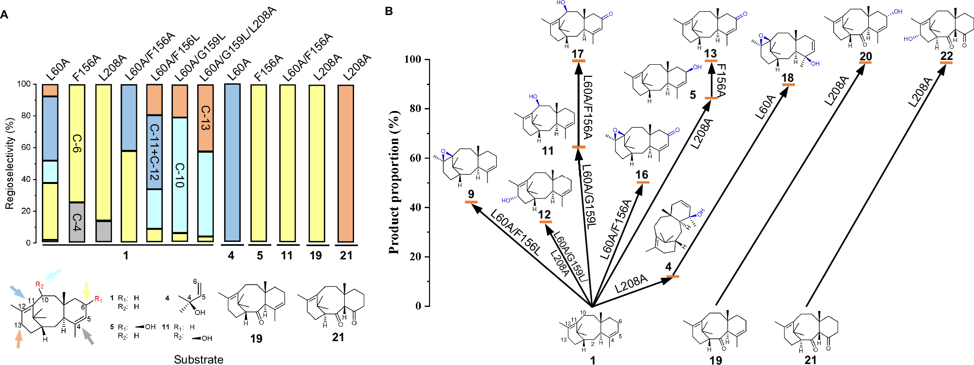 Fig. 4: Design TteUPO mutant’s toolbox for functional oxidation of taxadiene and taxanes with diverse oxidation states.
