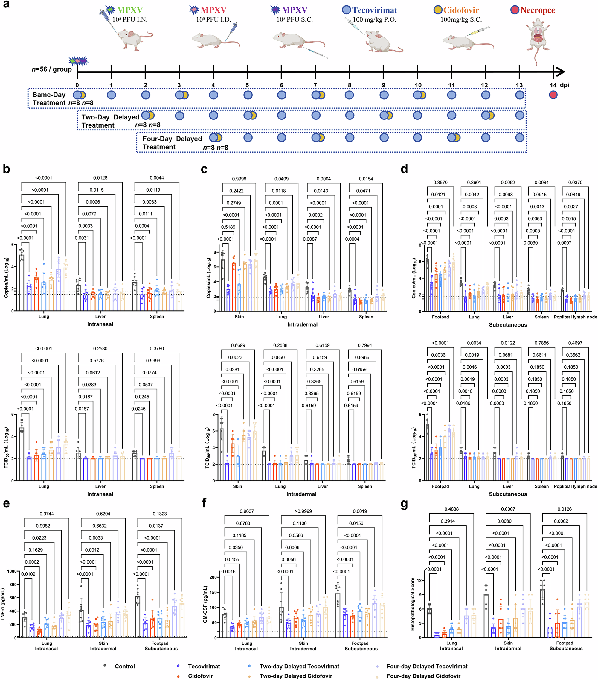 Fig. 4: Time-dependent efficacy of tecovirimat and cidofovir against MPXV infection across multiple routes in SCID mice.