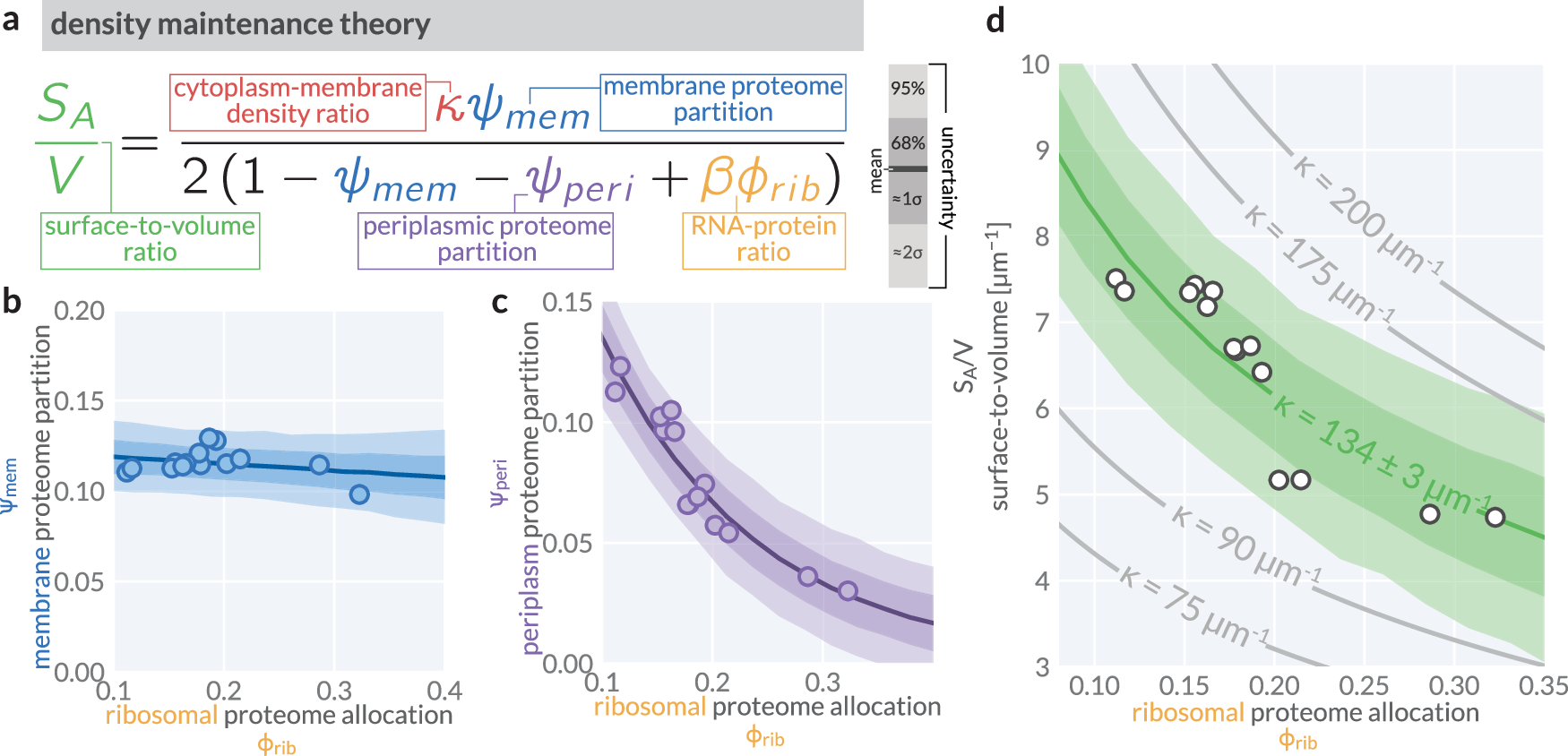 Fig. 3: A density maintenance theory quantitatively predicts scaling between surface-to-volume ratio (SA/V) and proteome allocation towards ribosomes ϕrib.