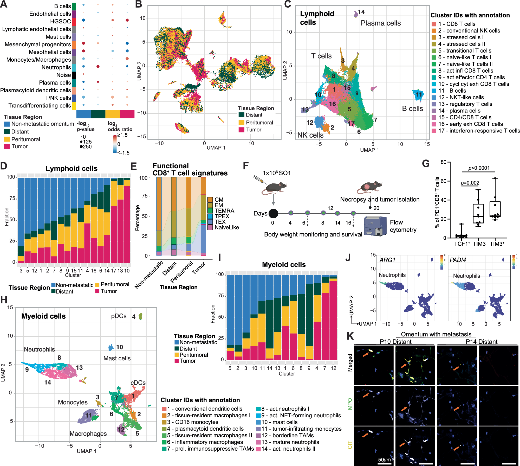 Fig. 3: Cell type composition changes in the ‘omental metastasis’ cohort, with immune cells converting into regulatory, exhausted, anti-adipogenic, and protumorigenic phenotypes.